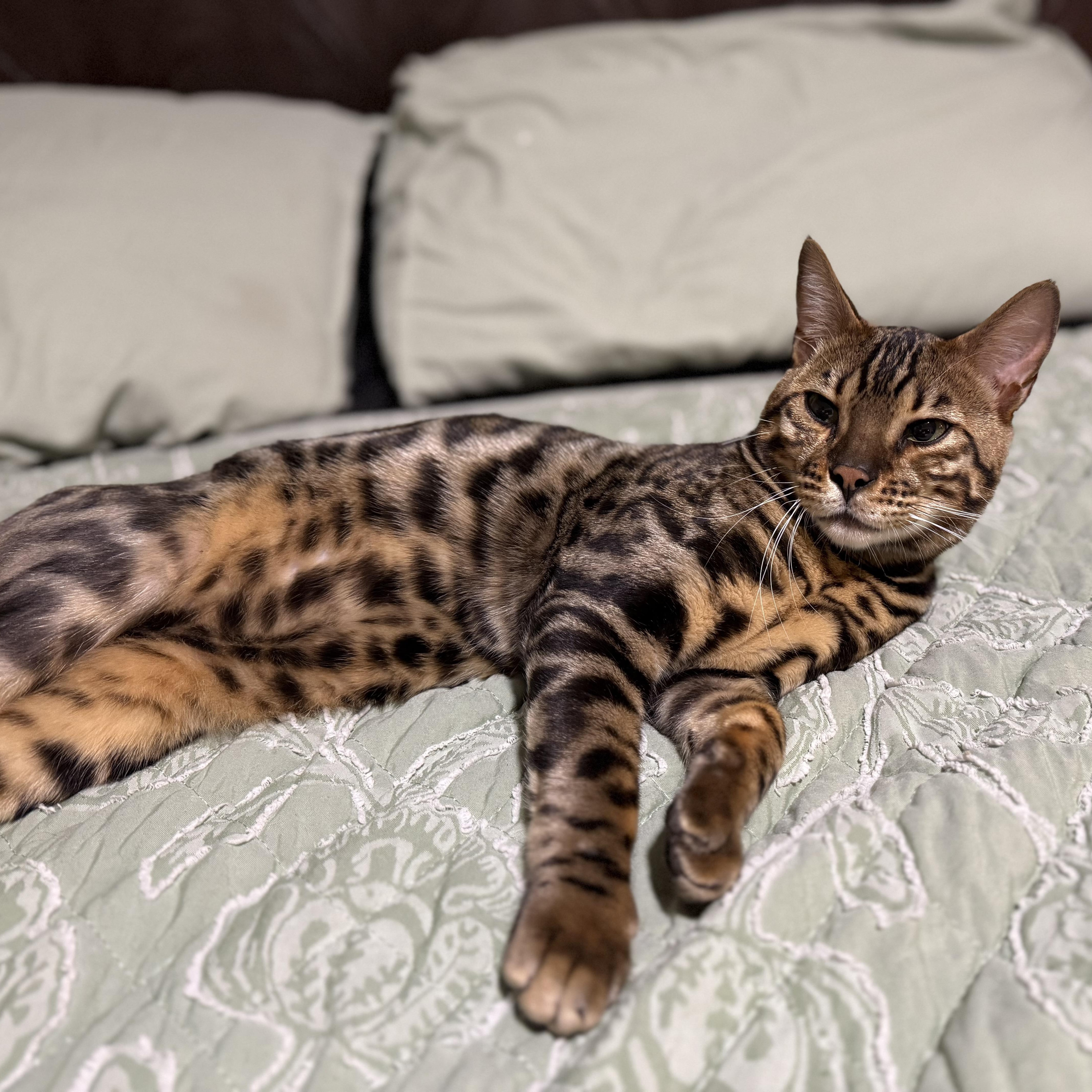 Tiberius, a ADOPTABLE Bengal in Richmond, VA image 2/5