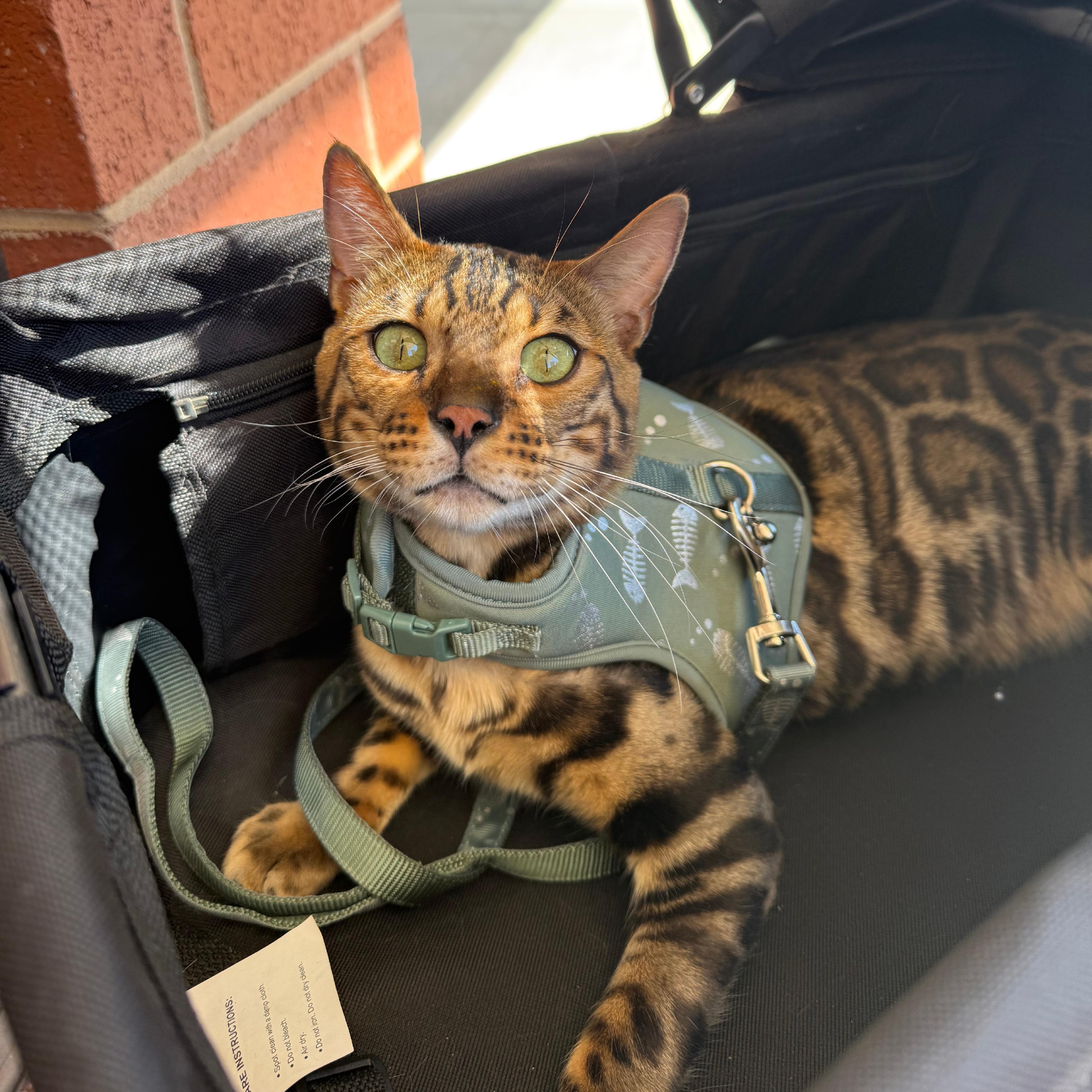 Tiberius, a ADOPTABLE Bengal in Richmond, VA image 1/5