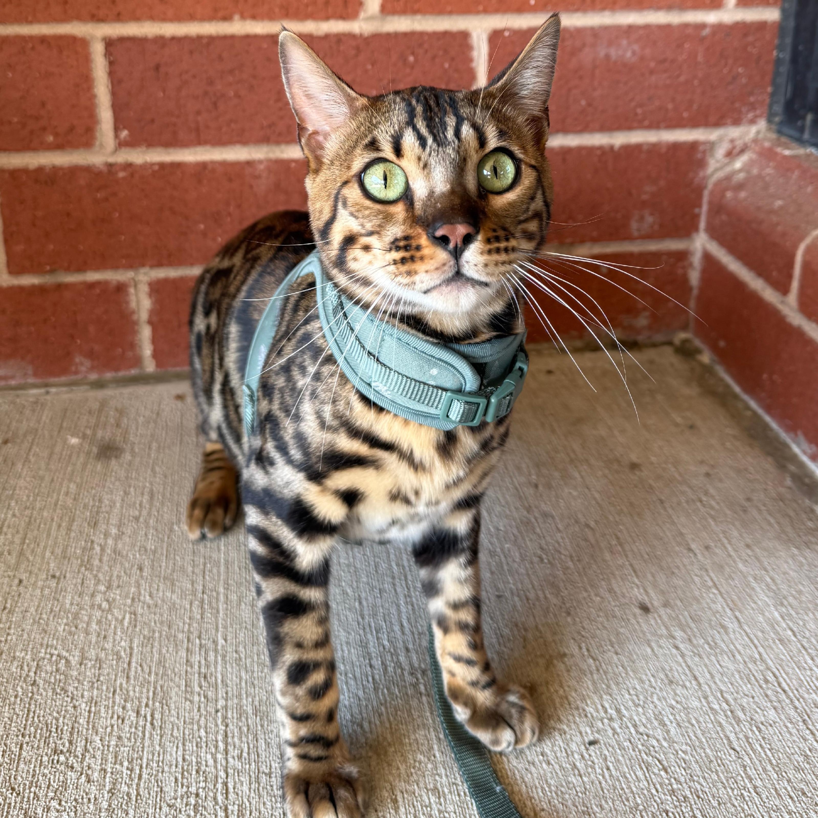 Tiberius, a ADOPTABLE Bengal in Richmond, VA image 4/5