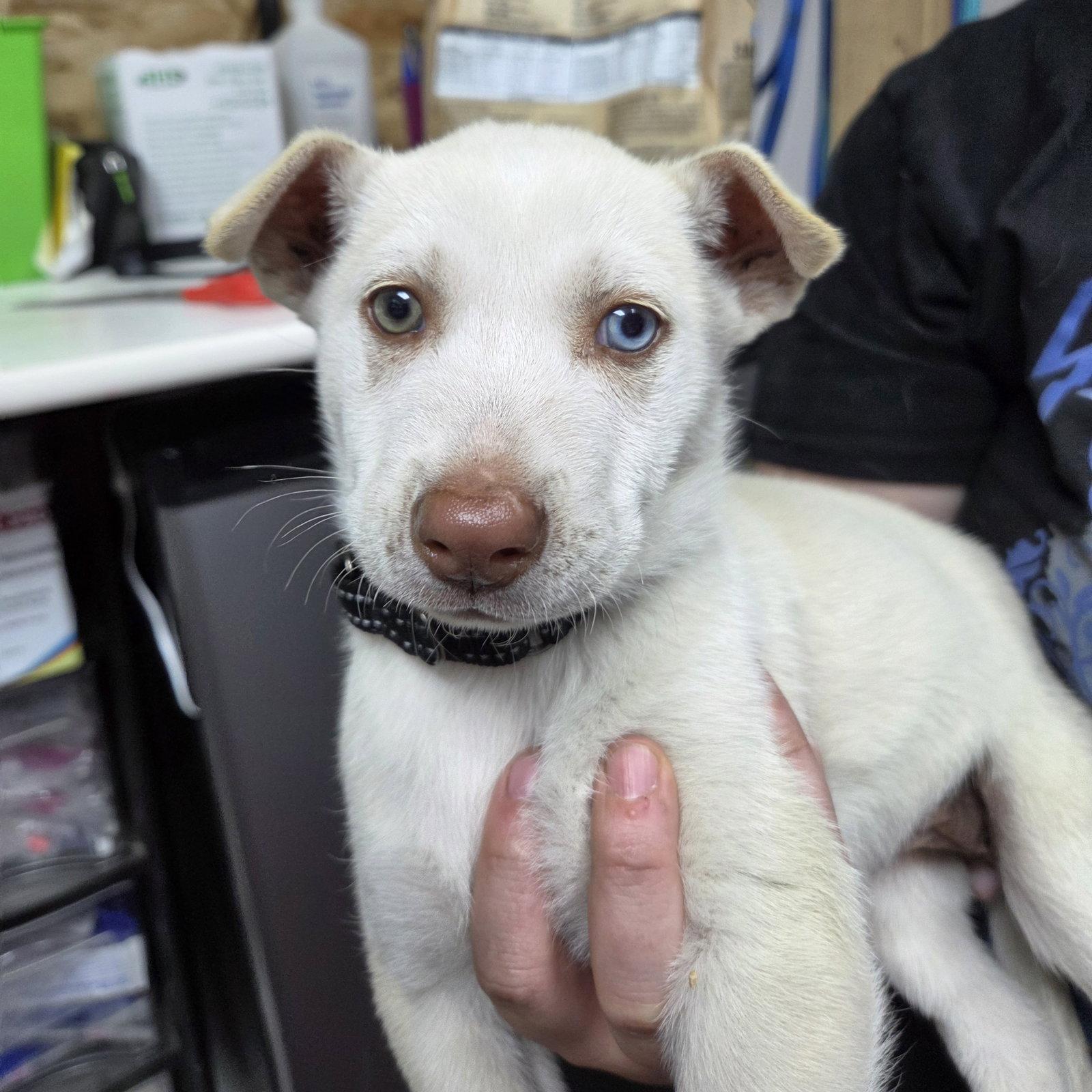 Enlarge Tavia, a Adoptable Husky in Fargo, ND image 1/1