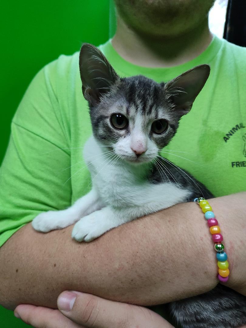 Rice FCC# 323, a Adoptable mixed breed in Barnwell, SC image 3/3