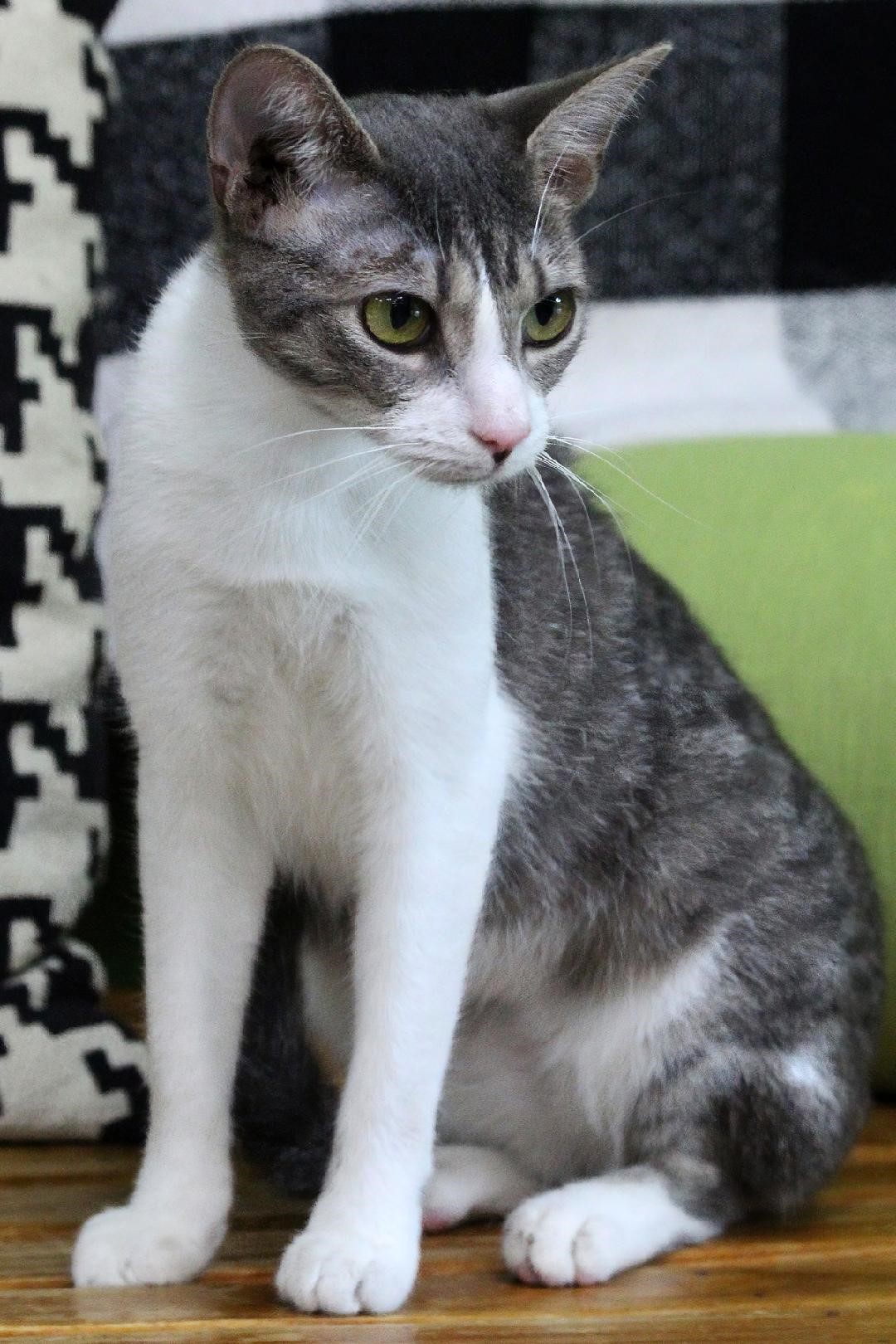 Rice FCC# 323, a Adoptable mixed breed in Barnwell, SC image 2/3