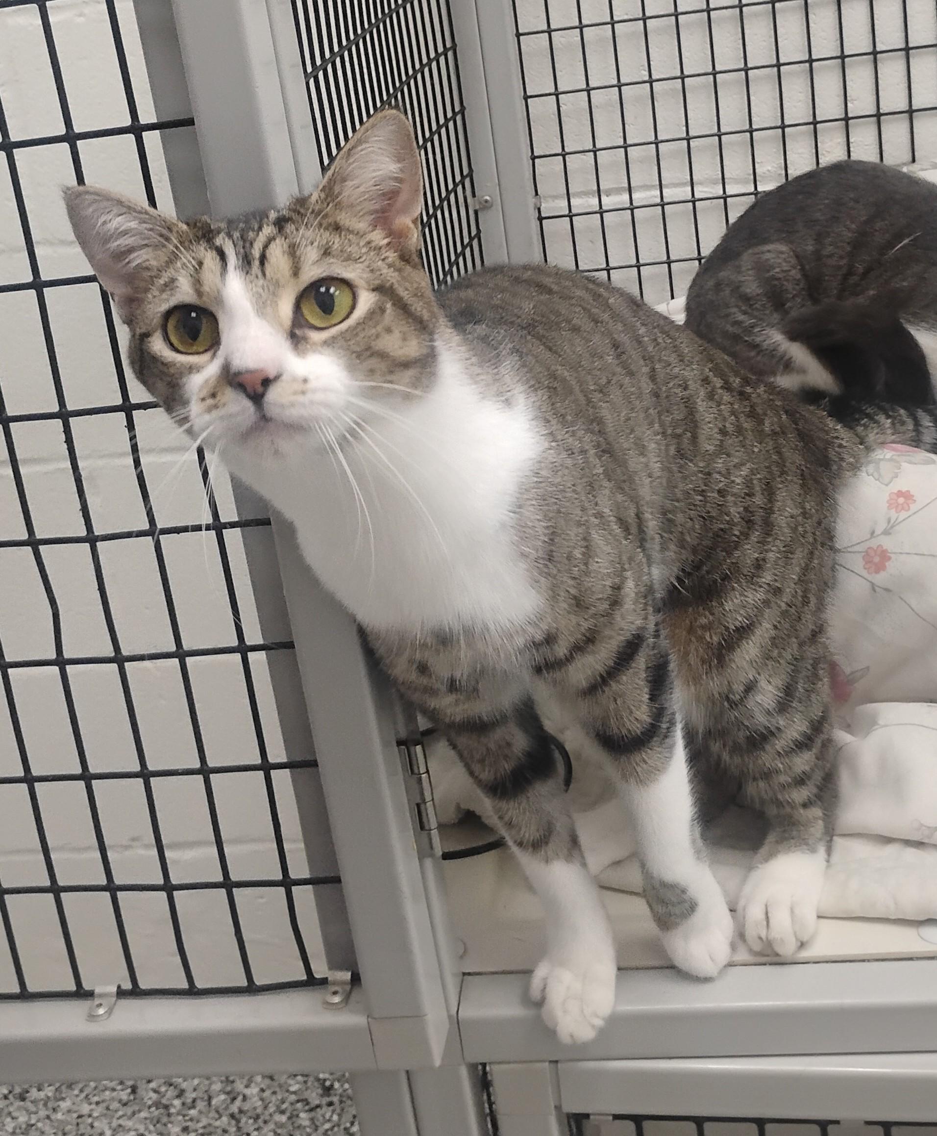 Rice FCC# 323, a Adoptable mixed breed in Barnwell, SC image 1/3