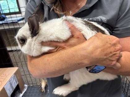 Buggs, Adoptable, Adult Male Bunny Rabbit & Bunny Rabbit.