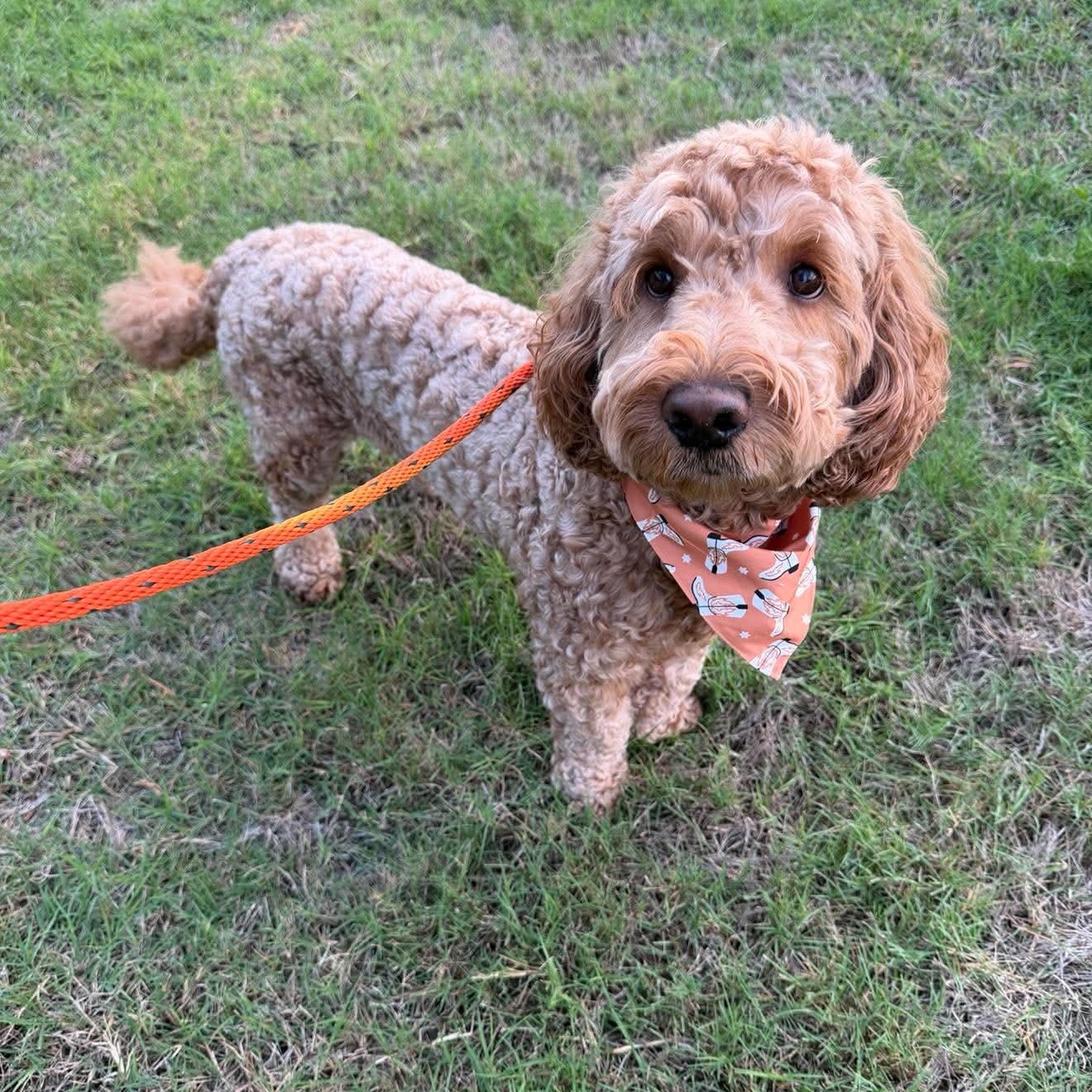 BRUNO Doodle, a Adoptable mixed breed in Dallas, TX image 4/6