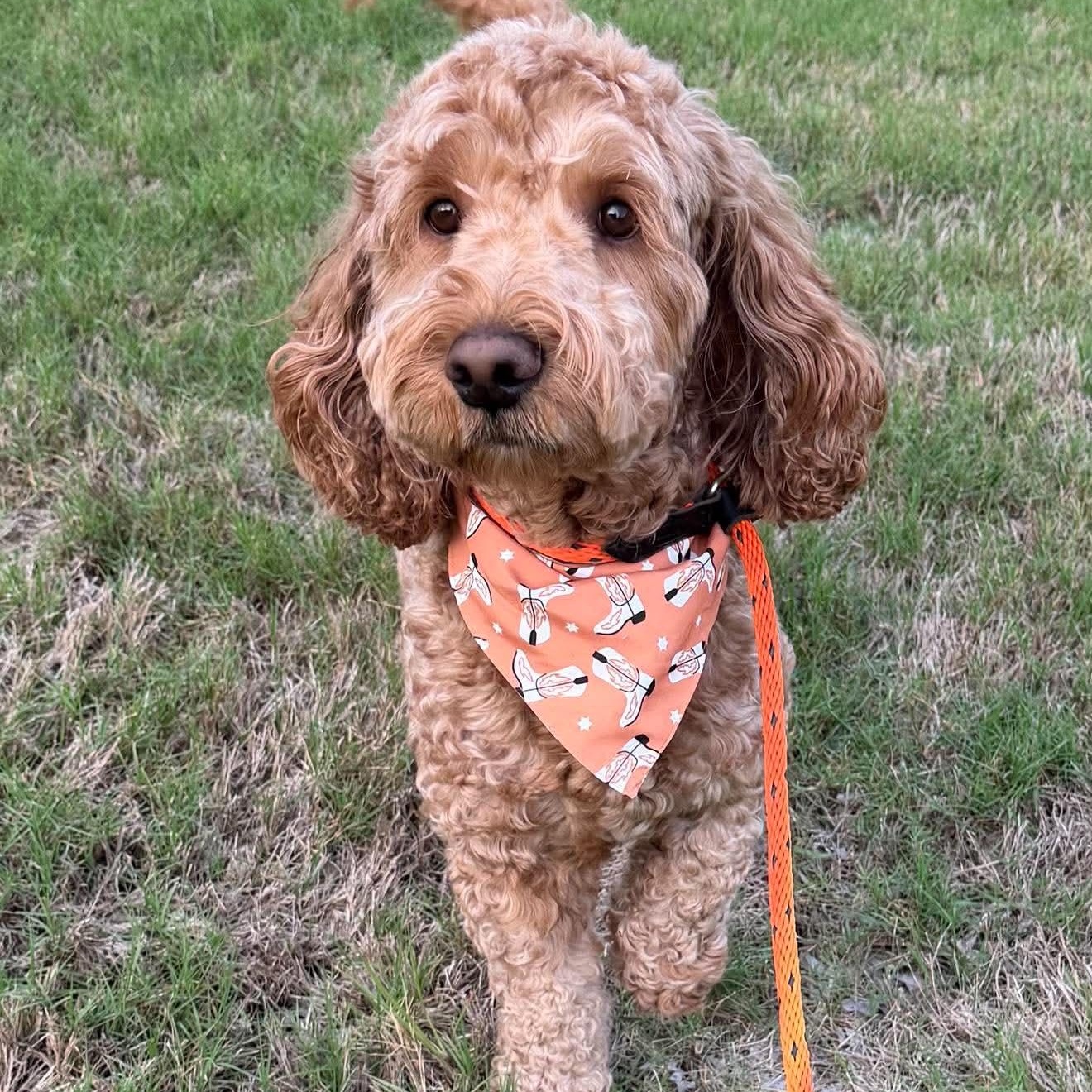 BRUNO Doodle, a Adoptable mixed breed in Dallas, TX image 3/6