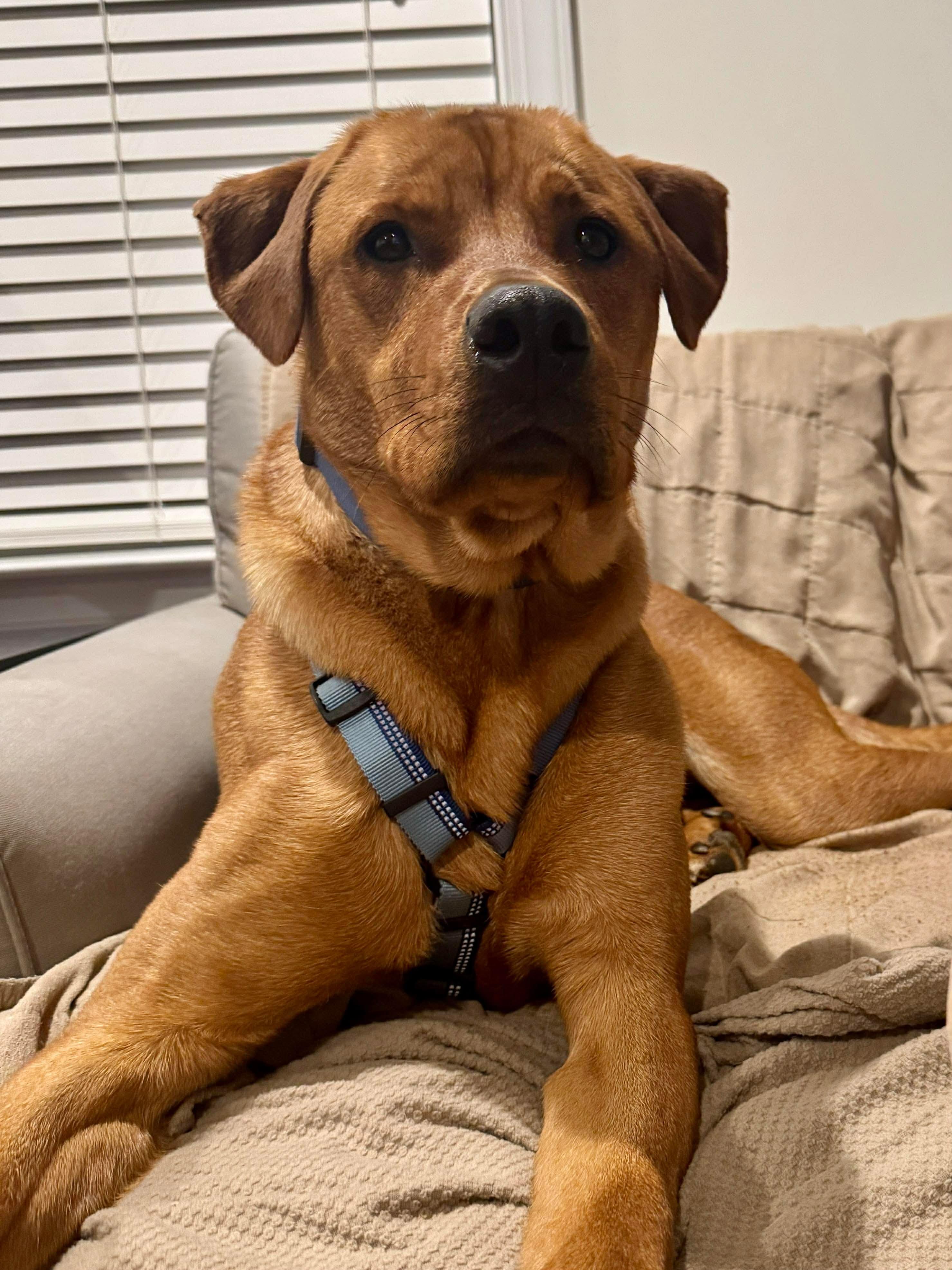 Enlarge Nicholas , a Adoptable mixed breed in seattle, WA image 5/6