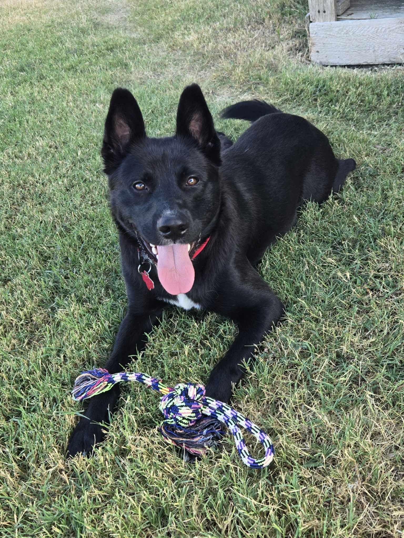 Dodge, a Adoptable mixed breed in Dallas, TX image 1/3