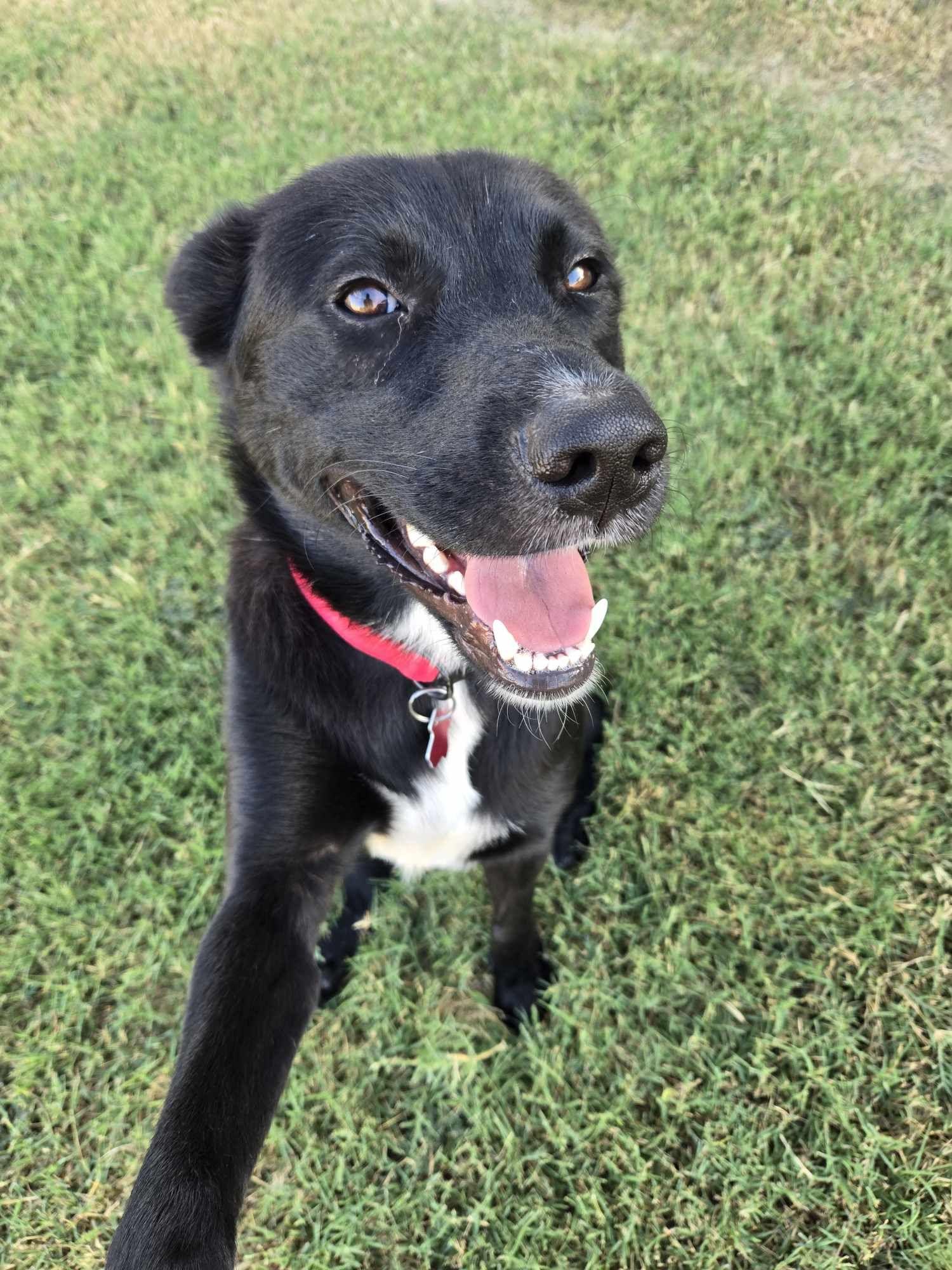 Dodge, a Adoptable mixed breed in Dallas, TX image 2/3