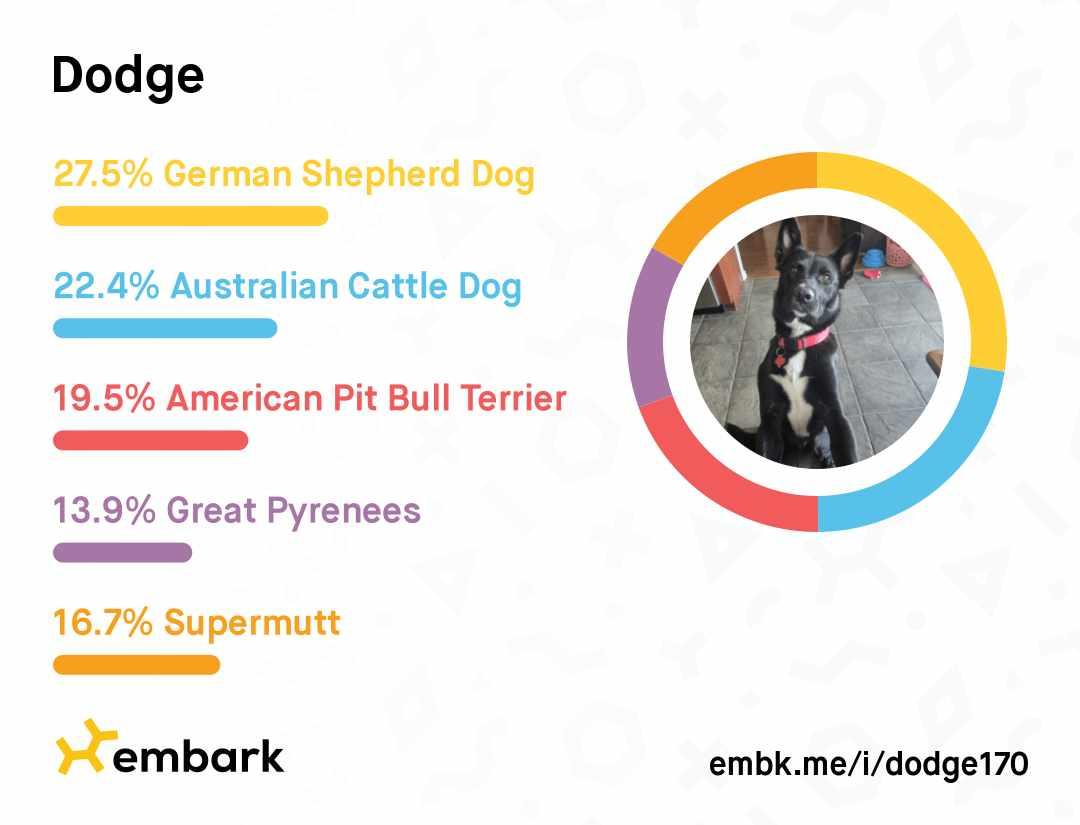 Dodge, a Adoptable mixed breed in Dallas, TX image 3/3