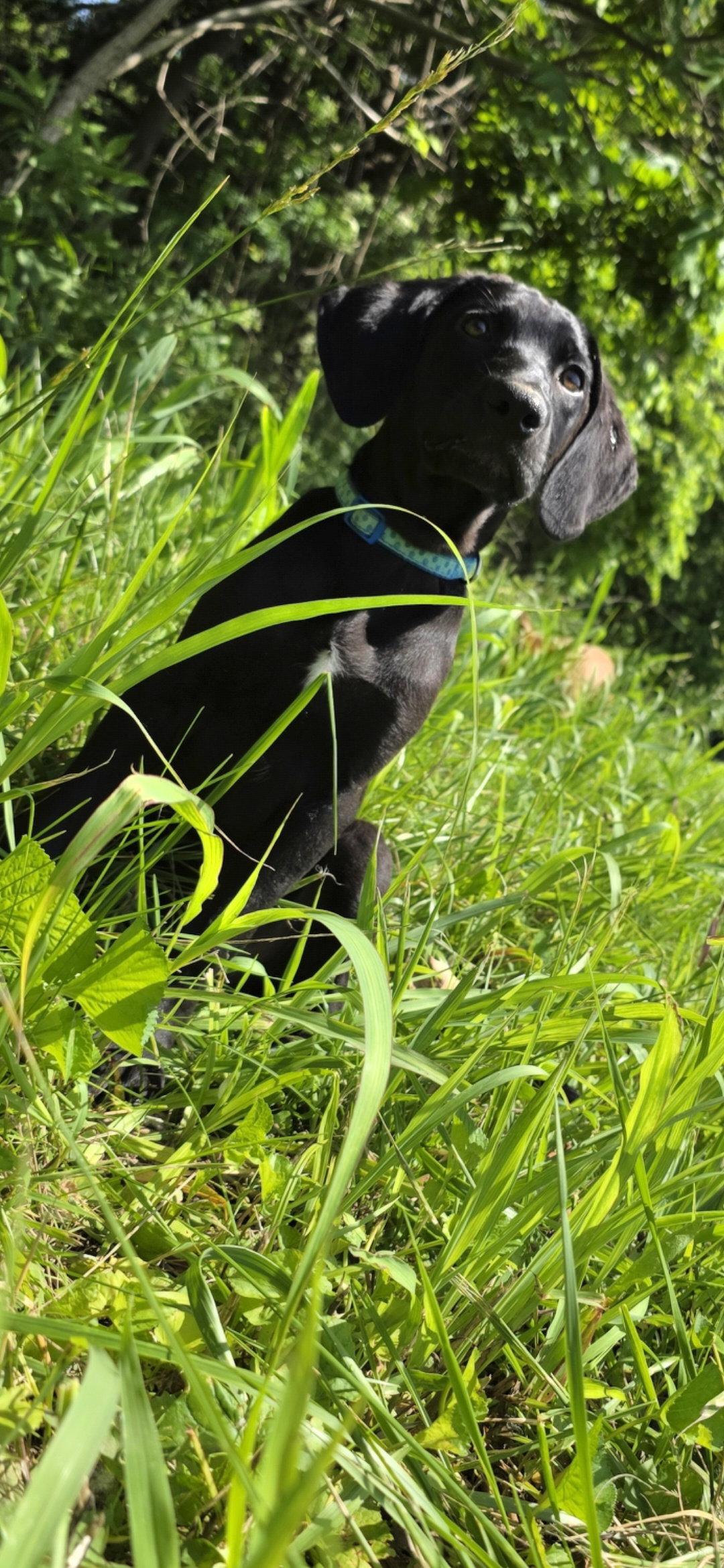 Ozzy, a Adopted mixed breed in Germantown, OH image 1/3