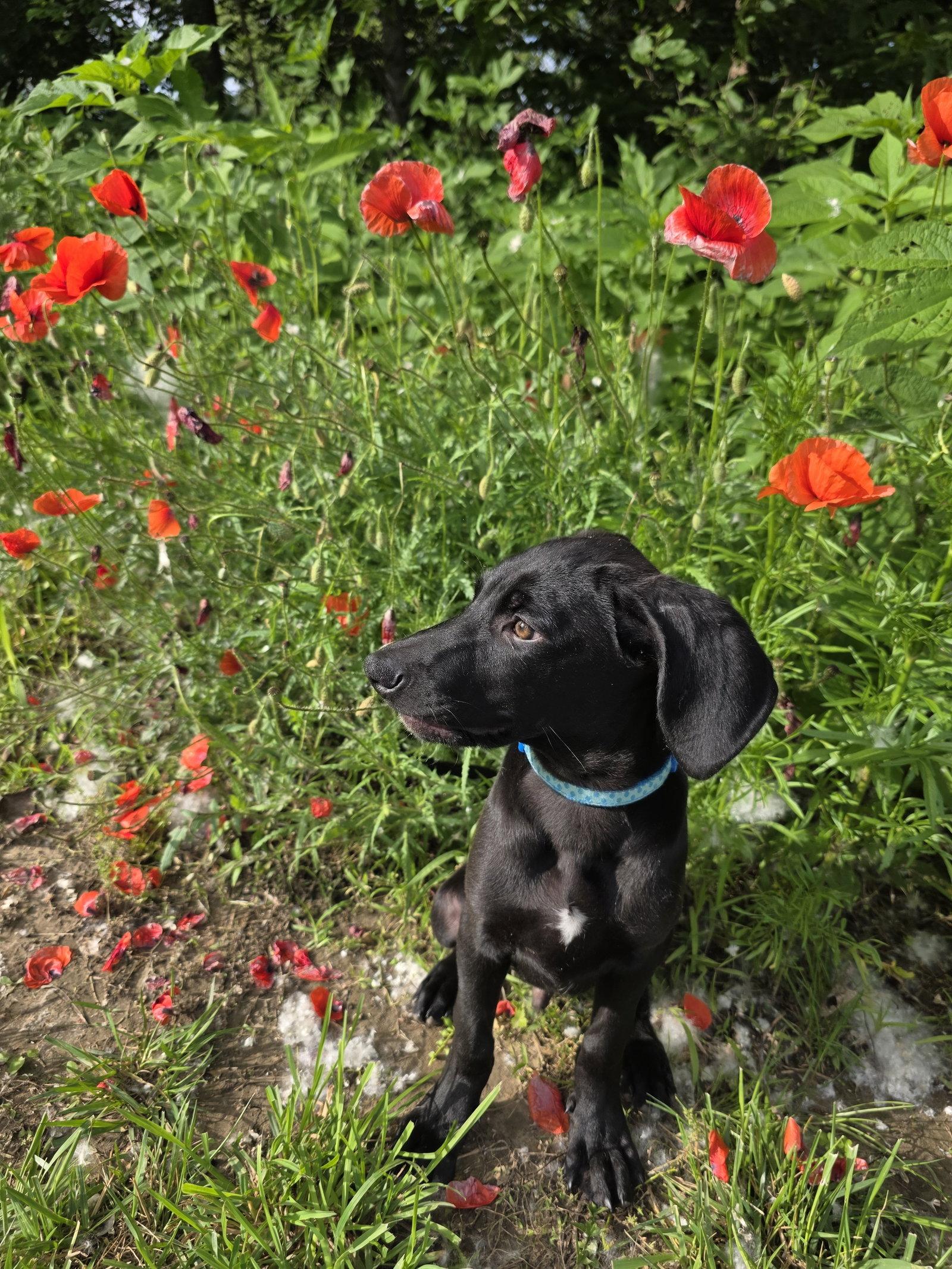 Ozzy, a Adopted mixed breed in Germantown, OH image 3/3