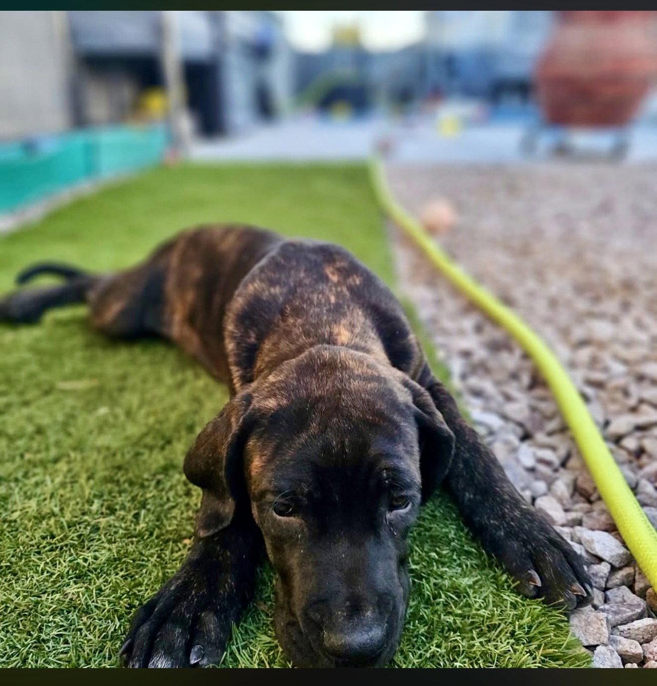 Beldar, Adoptable, Young Female Cane Corso.