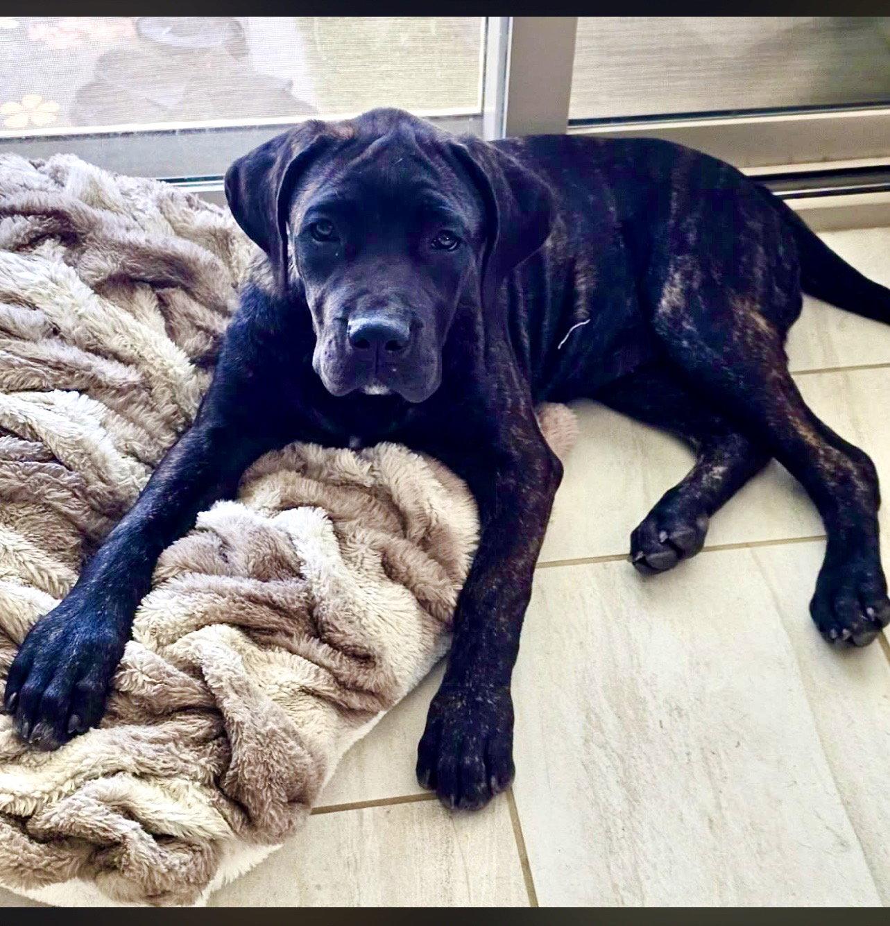 Beldar, a Adoptable Cane Corso in Glendale, AZ image 2/3