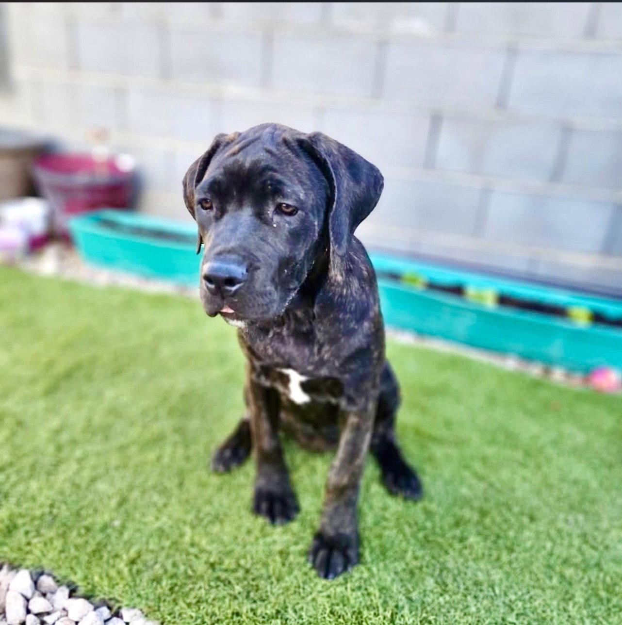 Beldar, a Adoptable Cane Corso in Glendale, AZ image 3/3