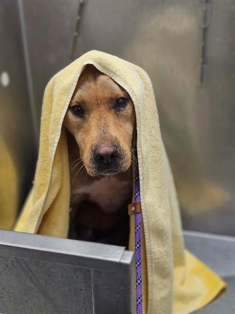 MAVERICK, Adoptable, Young Male Labrador Retriever & Pit Bull Terrier.