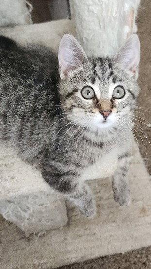 DUMPLING, Adoptable, Kitten Female Domestic Short Hair.