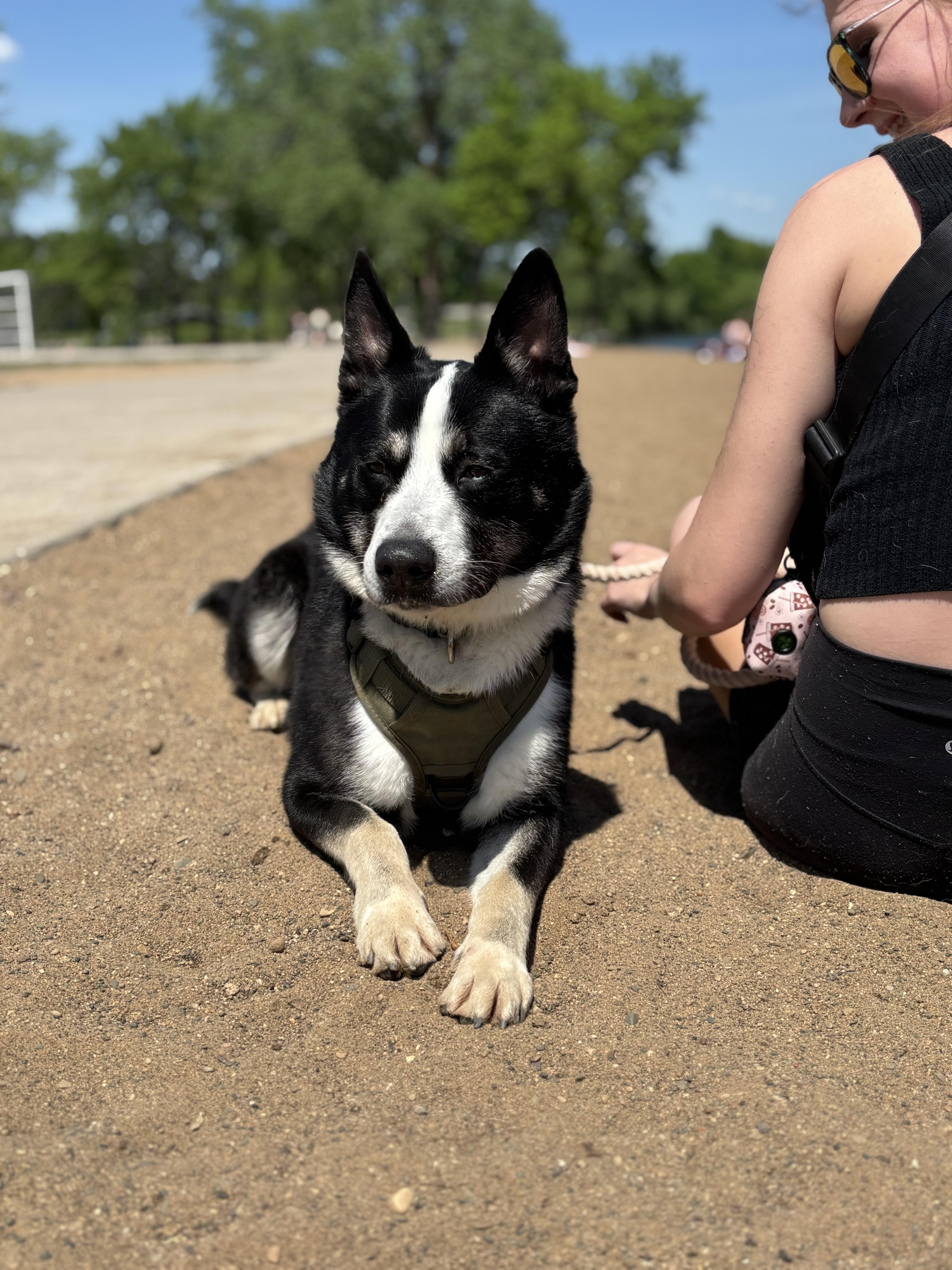 Elion, an adoptable mixed breed in Zimmerman, MN image 5/6