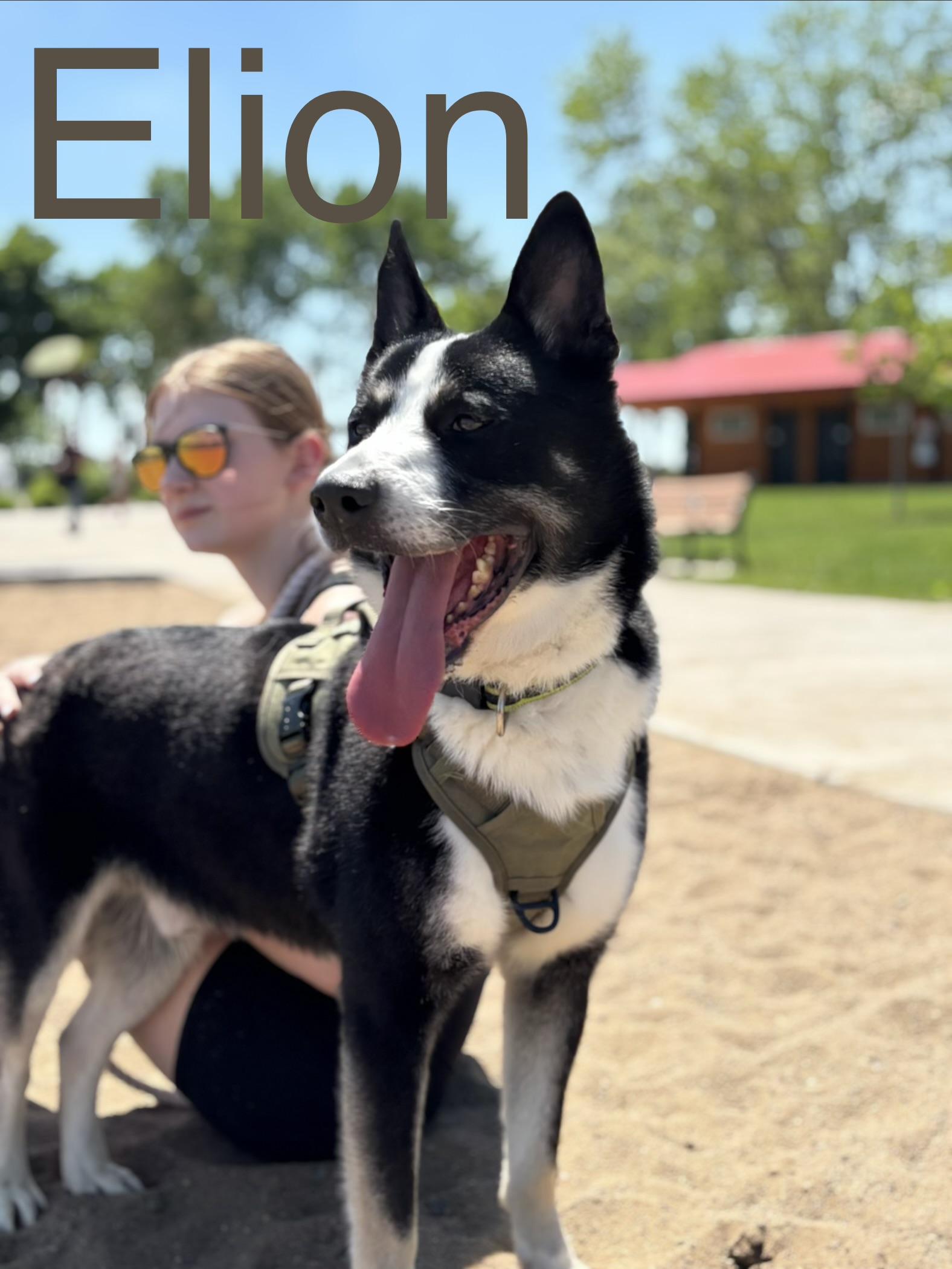Elion, adoptable, Adult Male Husky & Border Collie.