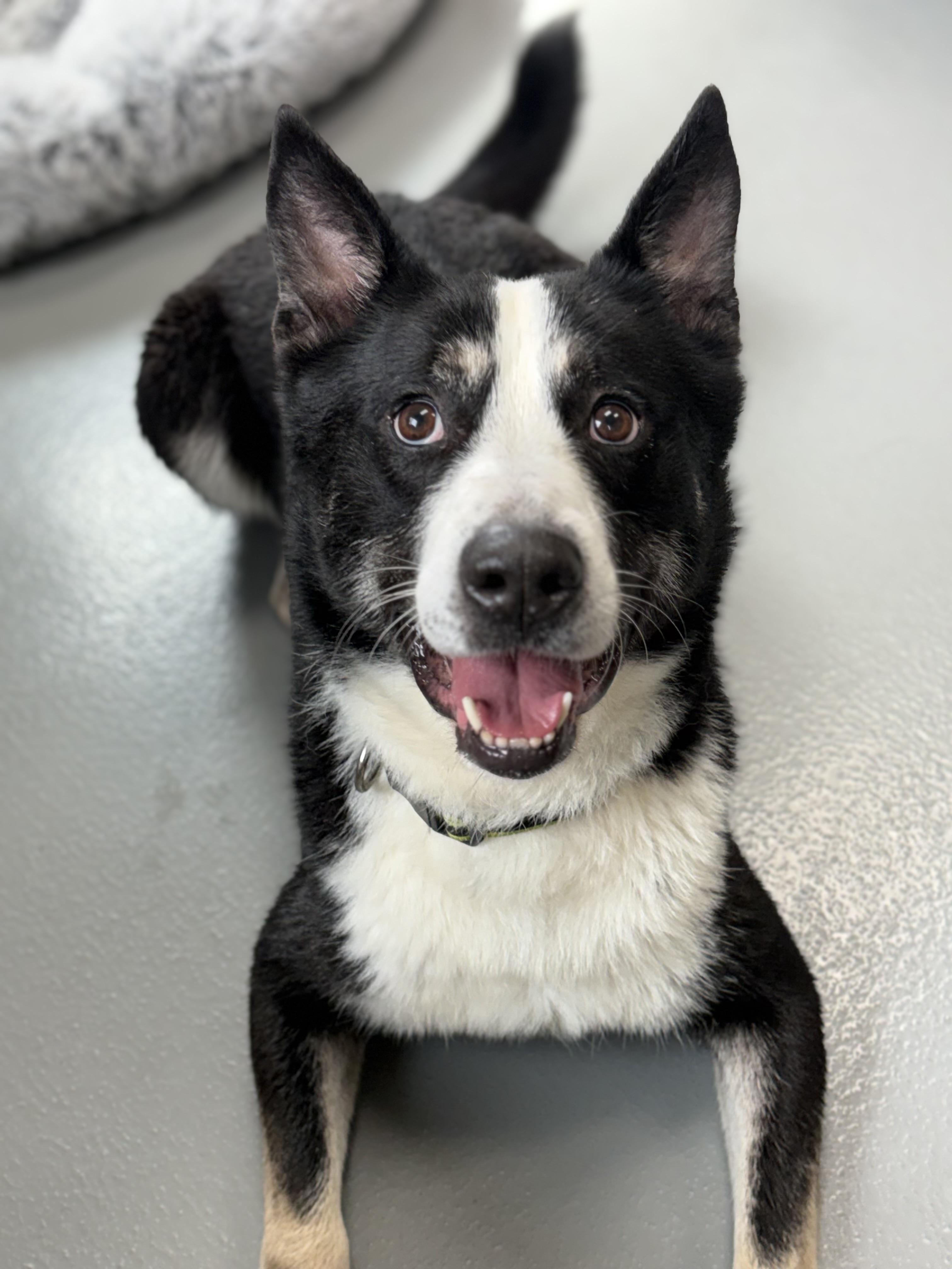 Elion, Adoptable, Adult Male Husky & Border Collie.