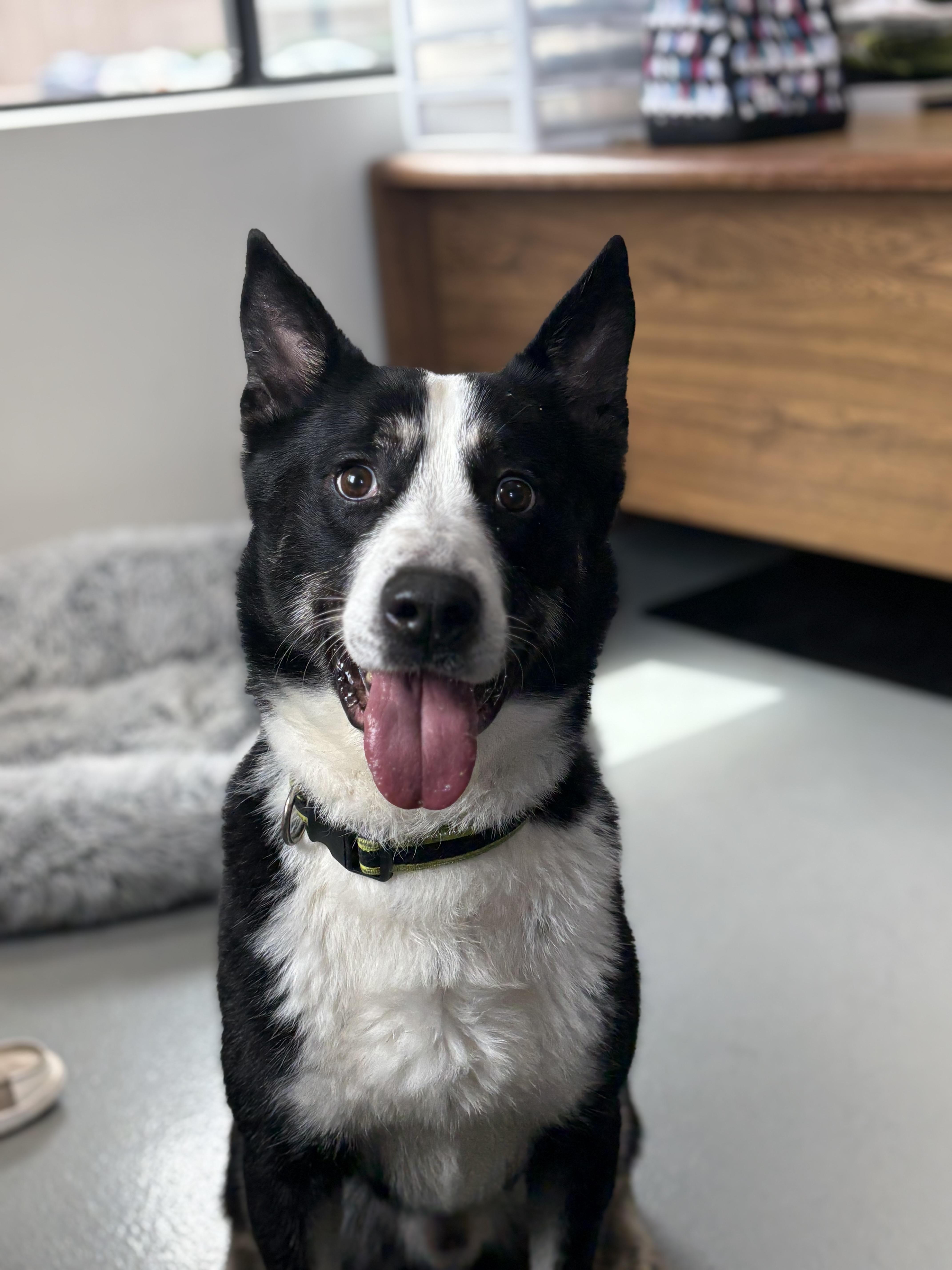 Enlarge Elion, a Adoptable mixed breed in Zimmerman, MN image 5/6