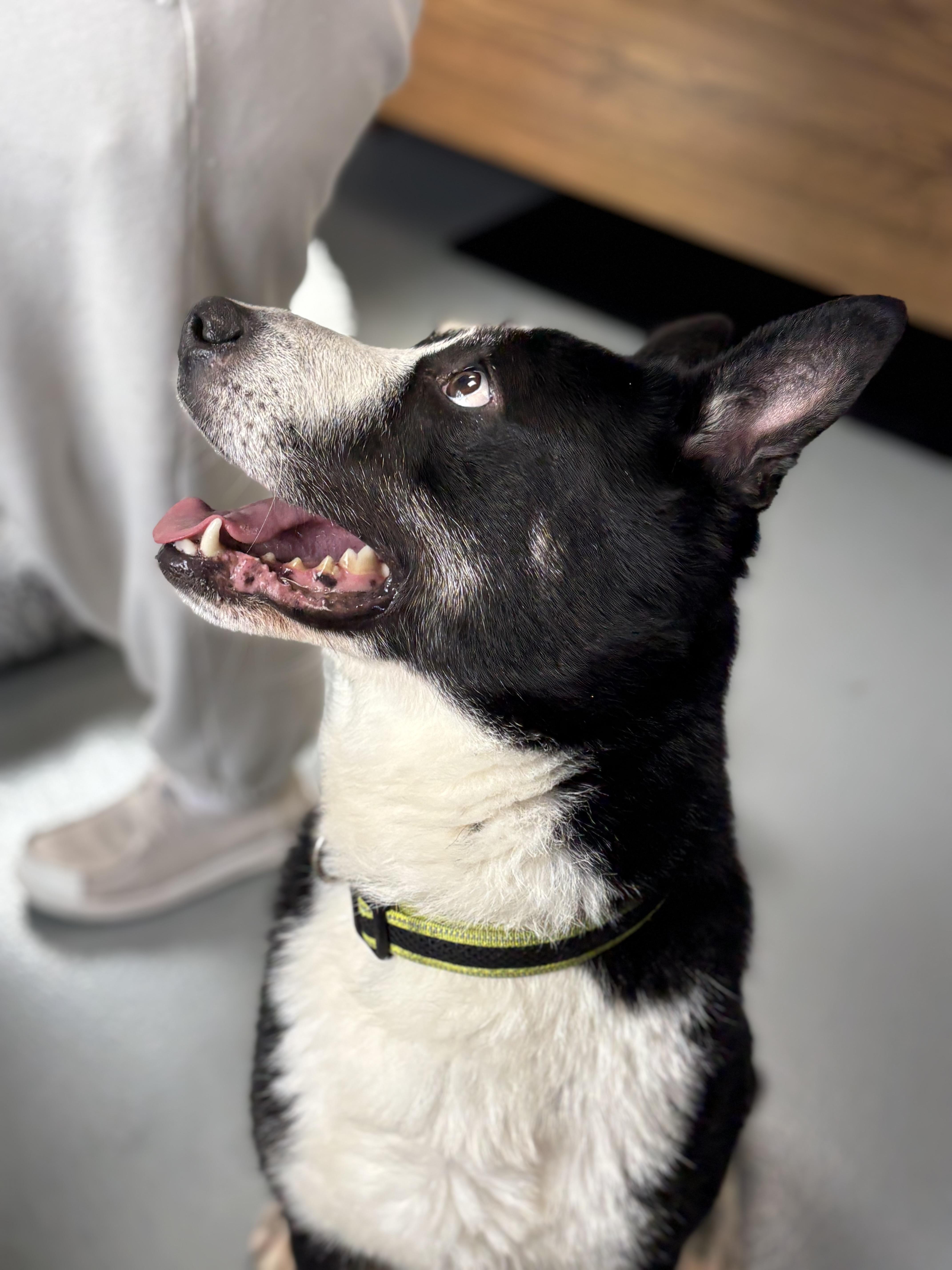 Enlarge Elion, a Adoptable mixed breed in Zimmerman, MN image 4/6