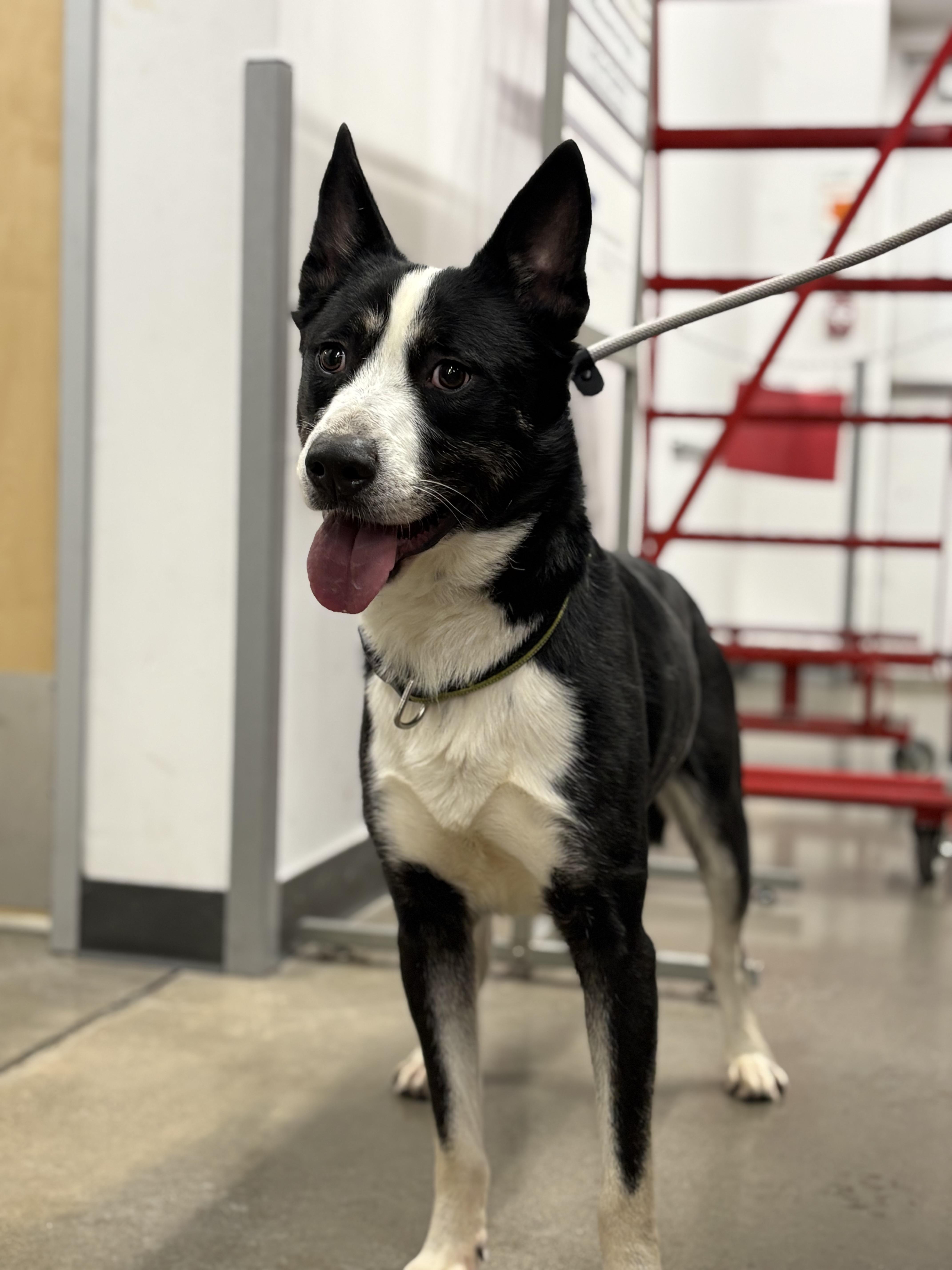 Elion, Adoptable, Adult Male Husky & Border Collie.