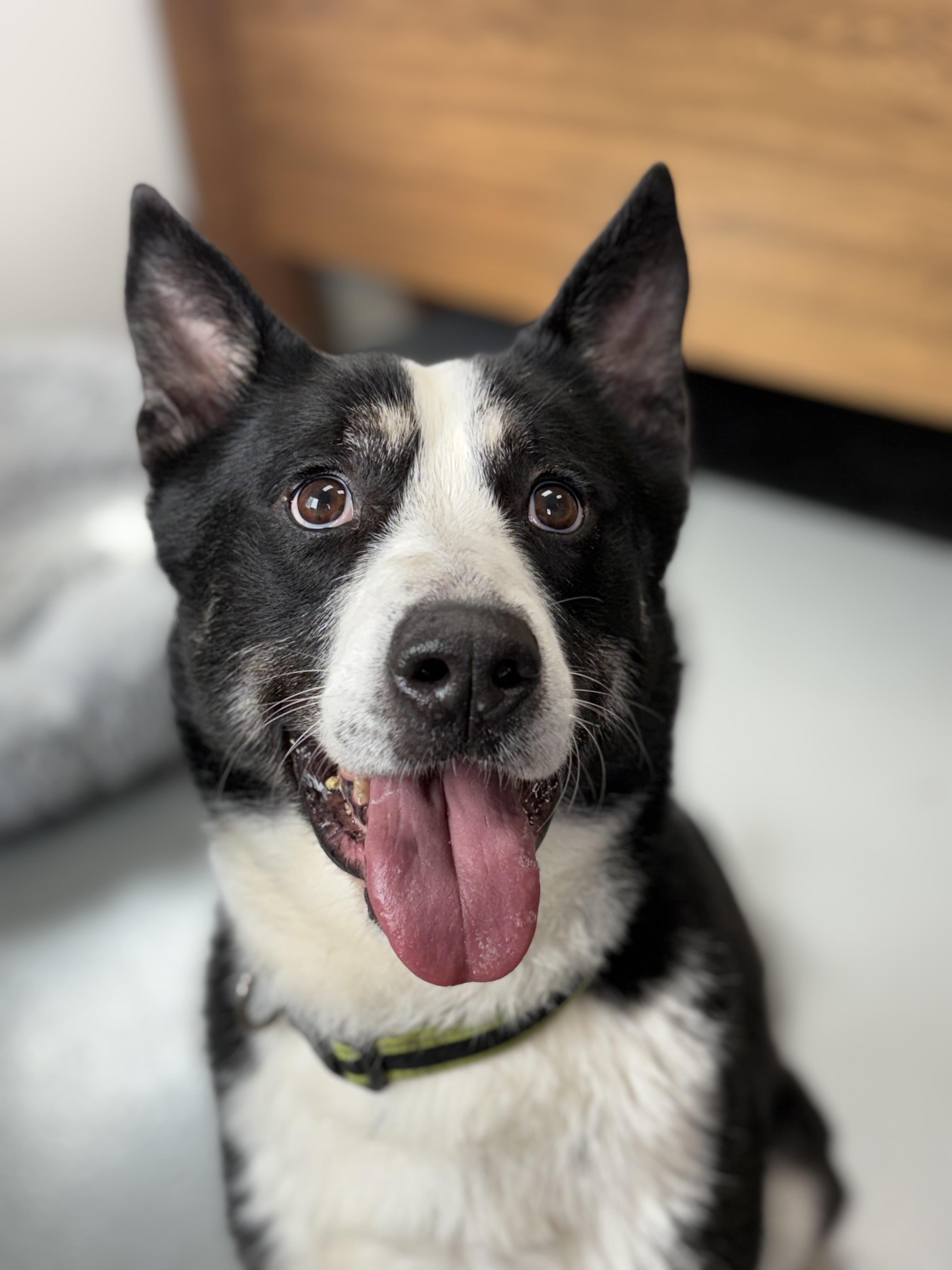 Enlarge Elion, a Adoptable mixed breed in Zimmerman, MN image 6/6