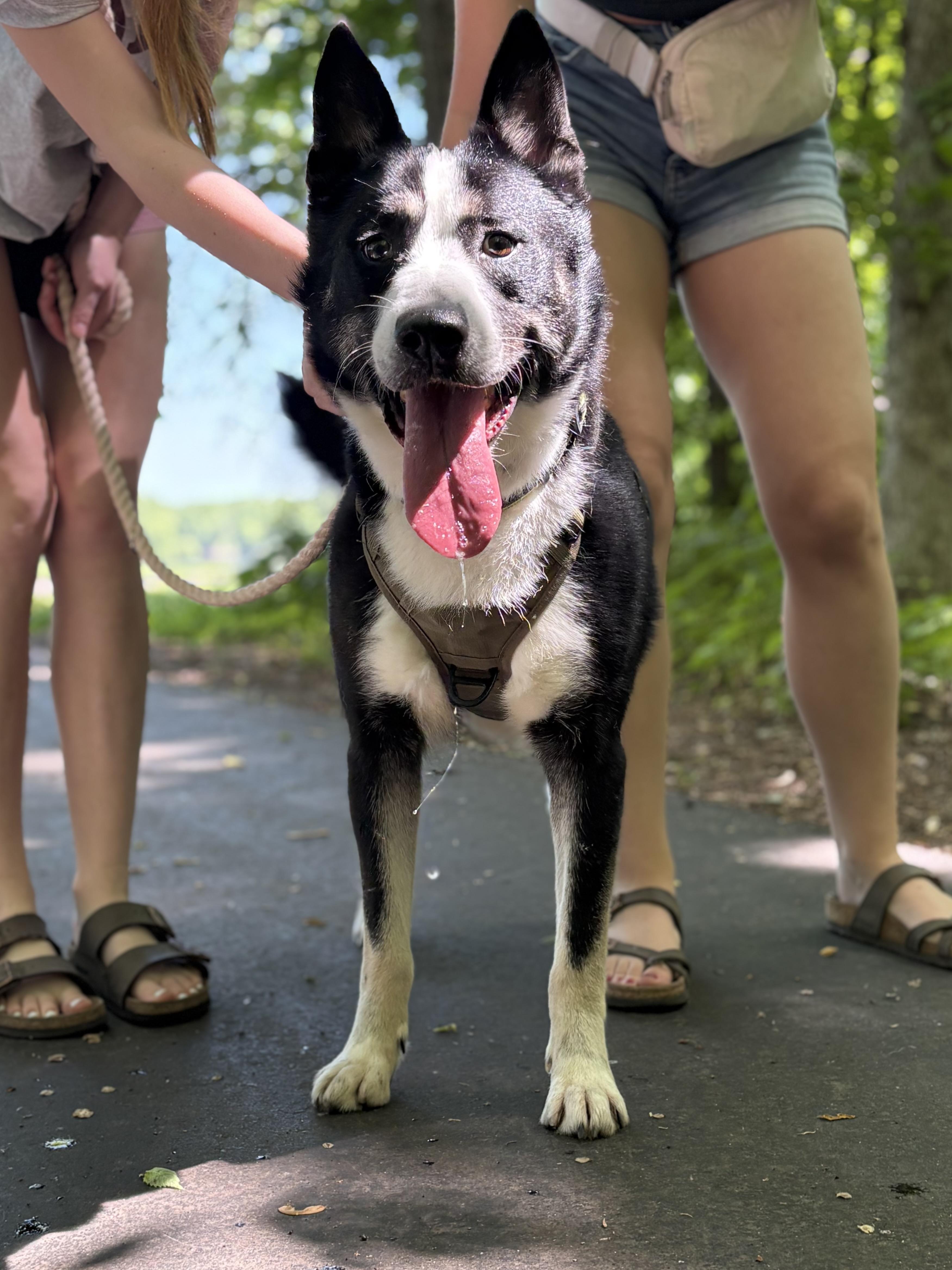 Elion, an adoptable mixed breed in Zimmerman, MN image 4/6