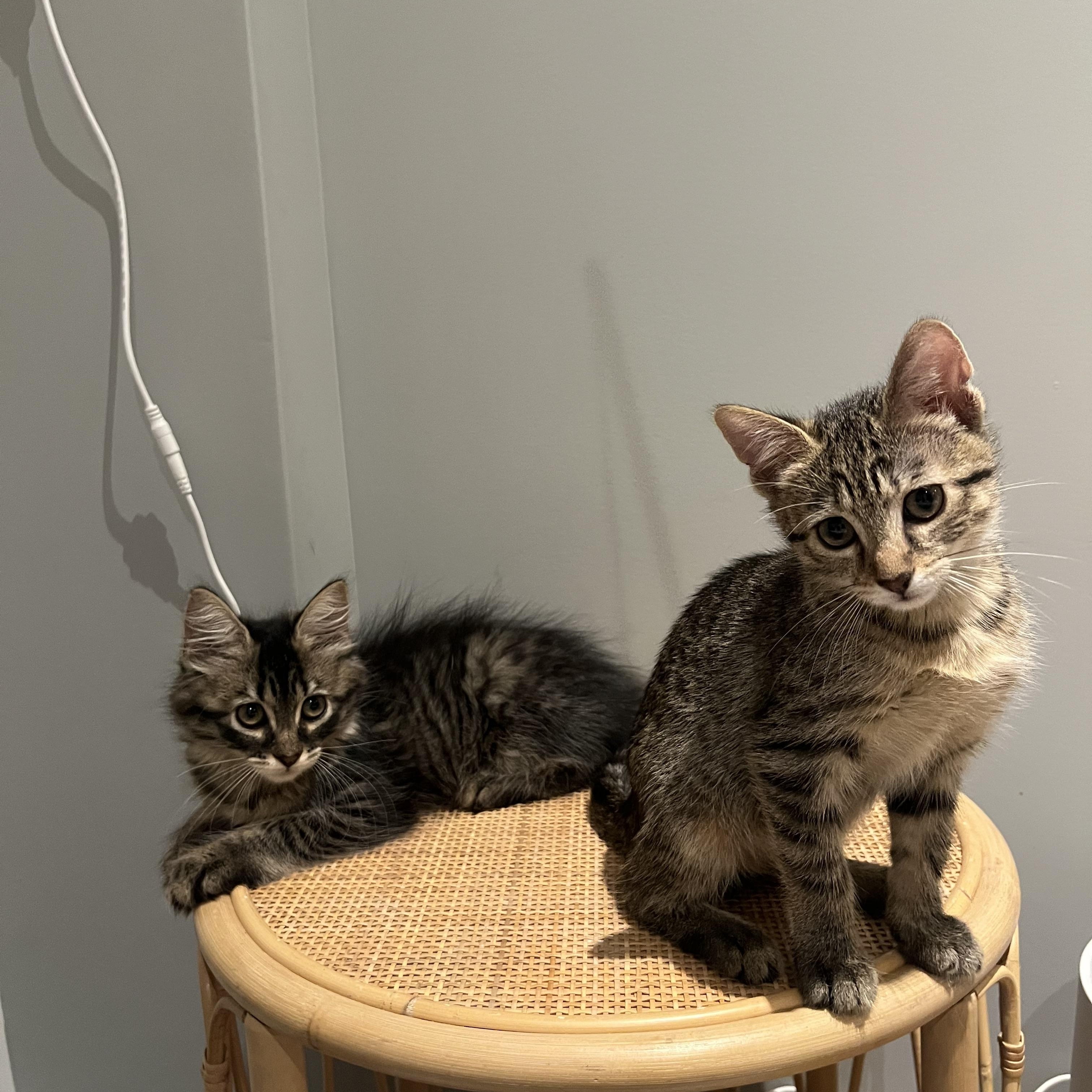 Otter, a Adoptable Domestic Short Hair in Brooklyn, NY image 5/6