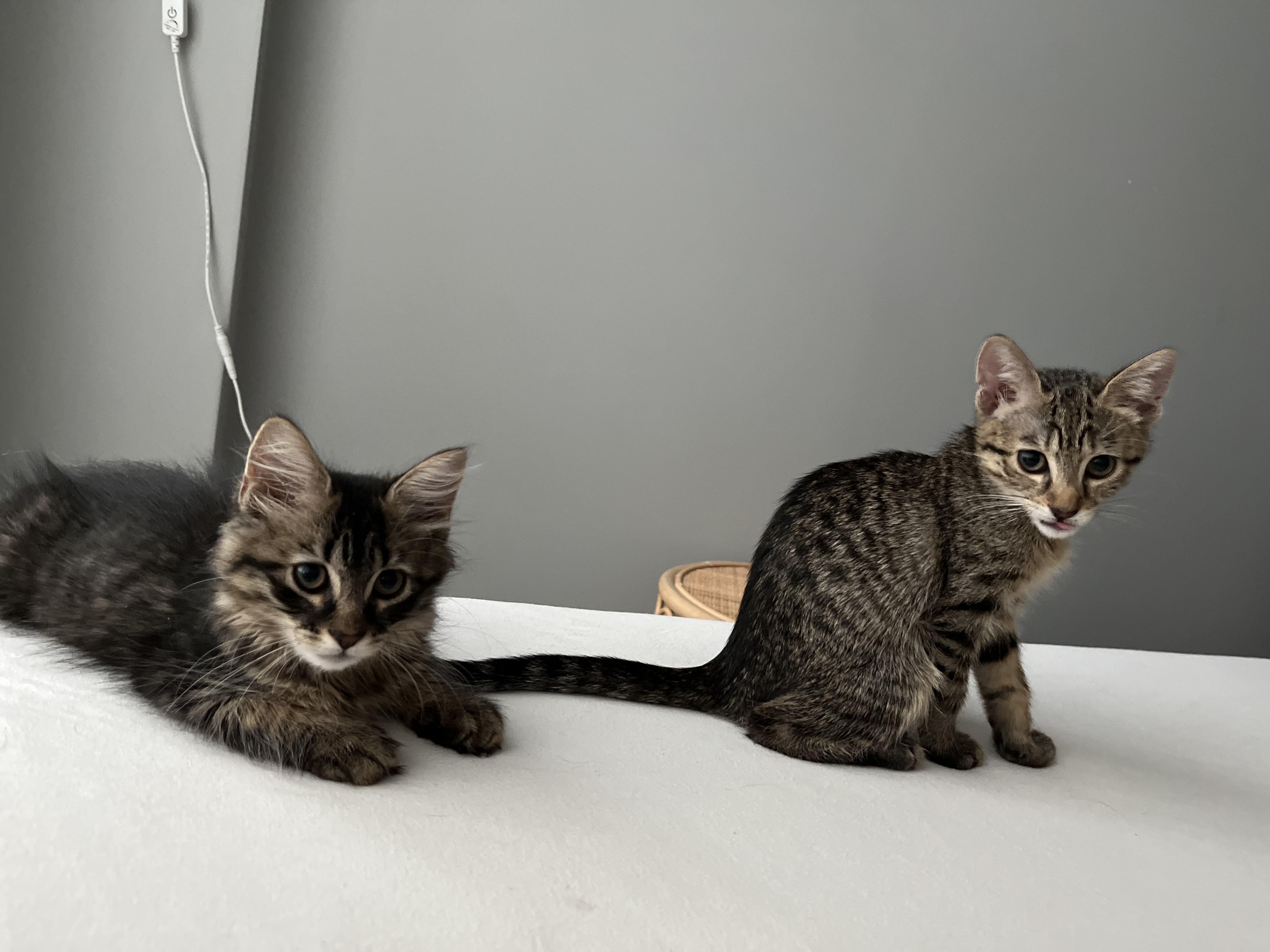 Otter, a Adoptable Domestic Short Hair in Brooklyn, NY image 6/6