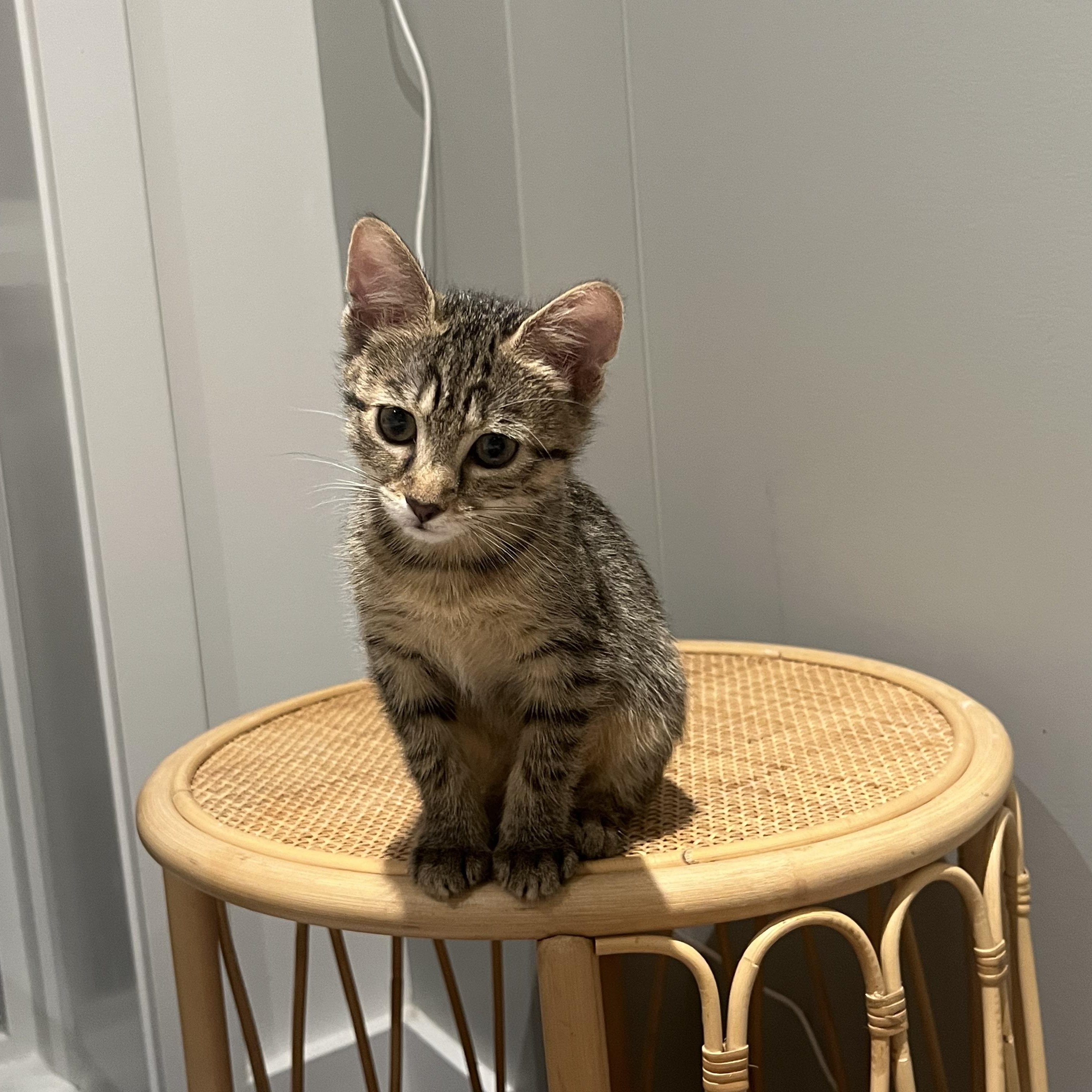 Otter, Adoptable, Kitten Female Domestic Short Hair.