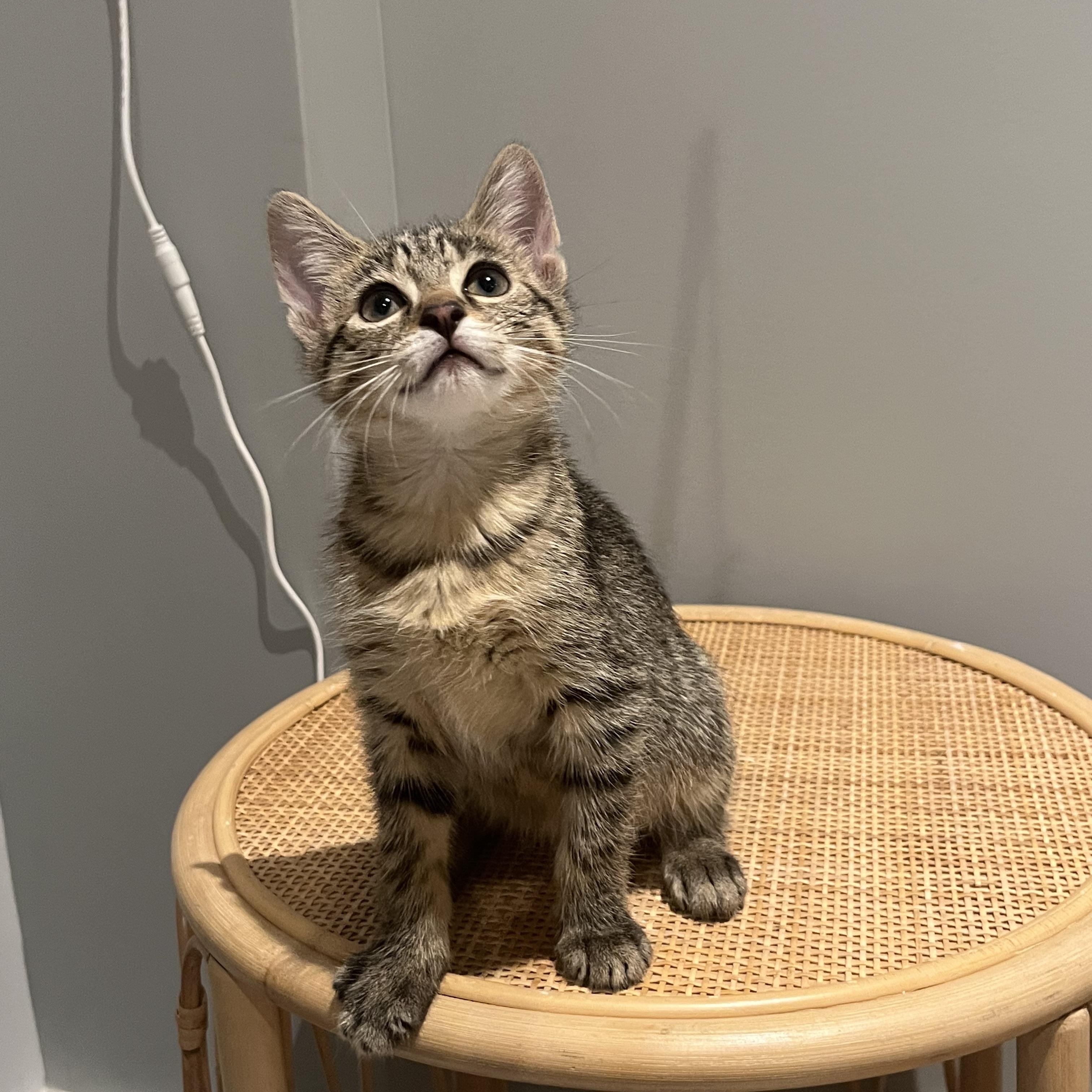 Otter, a Adoptable Domestic Short Hair in Brooklyn, NY image 4/6