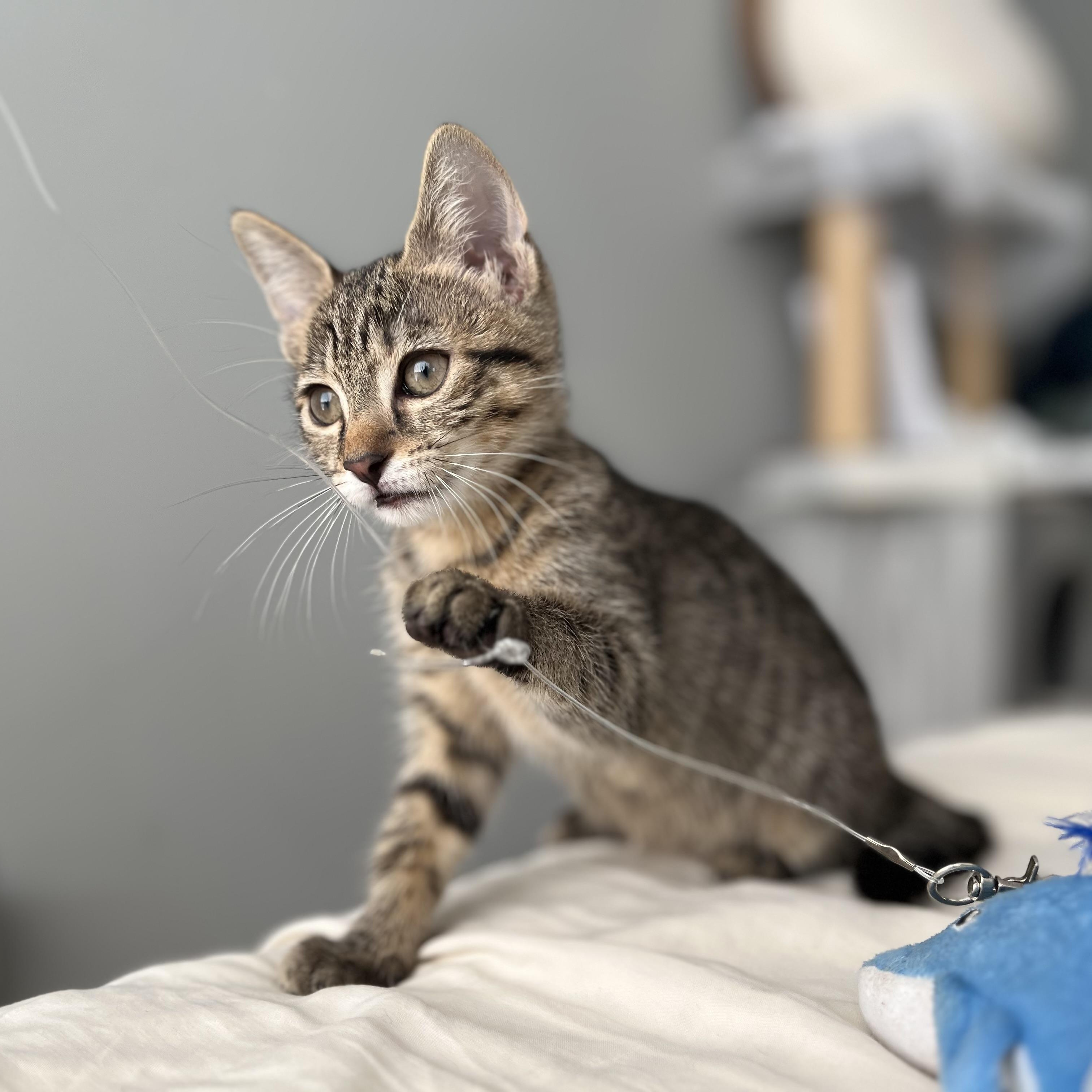 Otter, a Adoptable Domestic Short Hair in Brooklyn, NY image 3/6