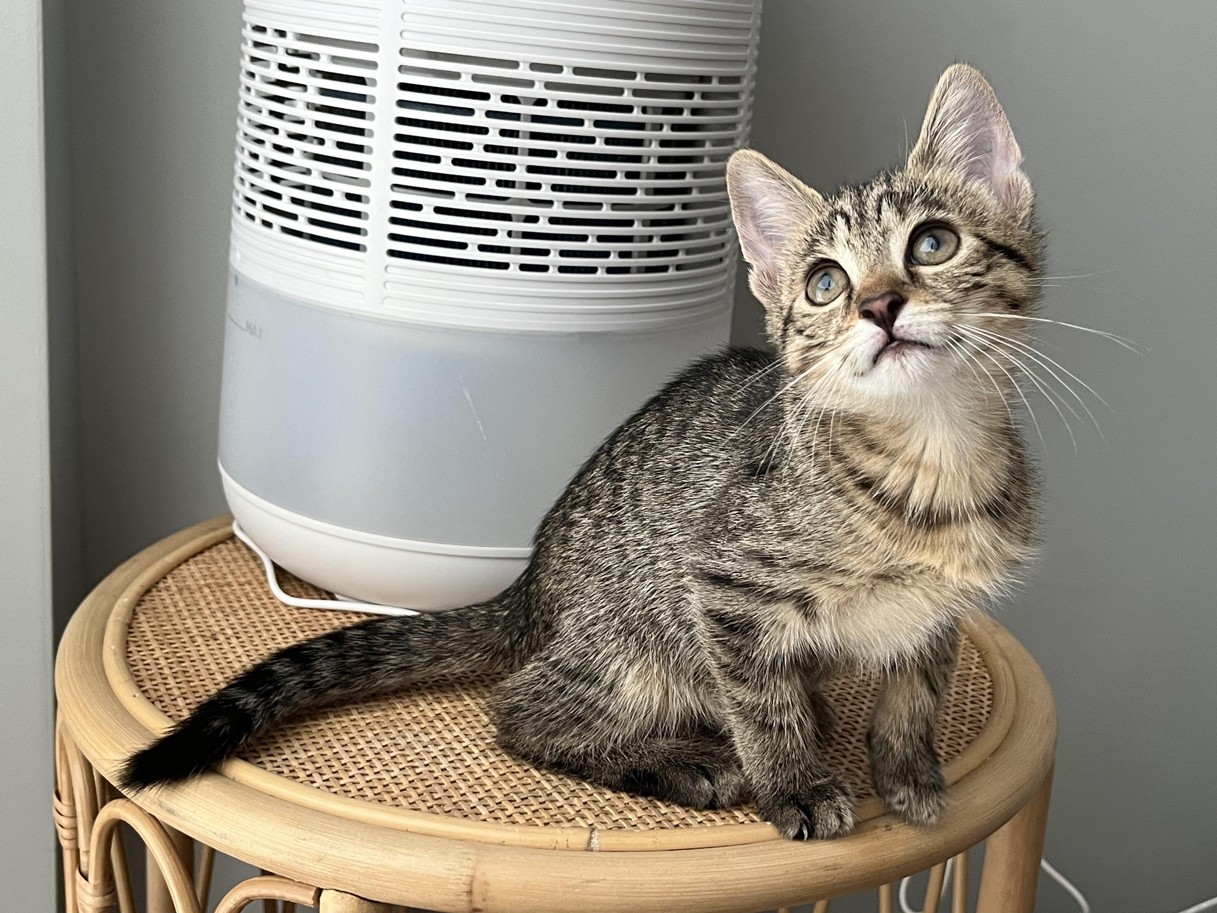 Otter, a Adoptable Domestic Short Hair in Brooklyn, NY image 2/6