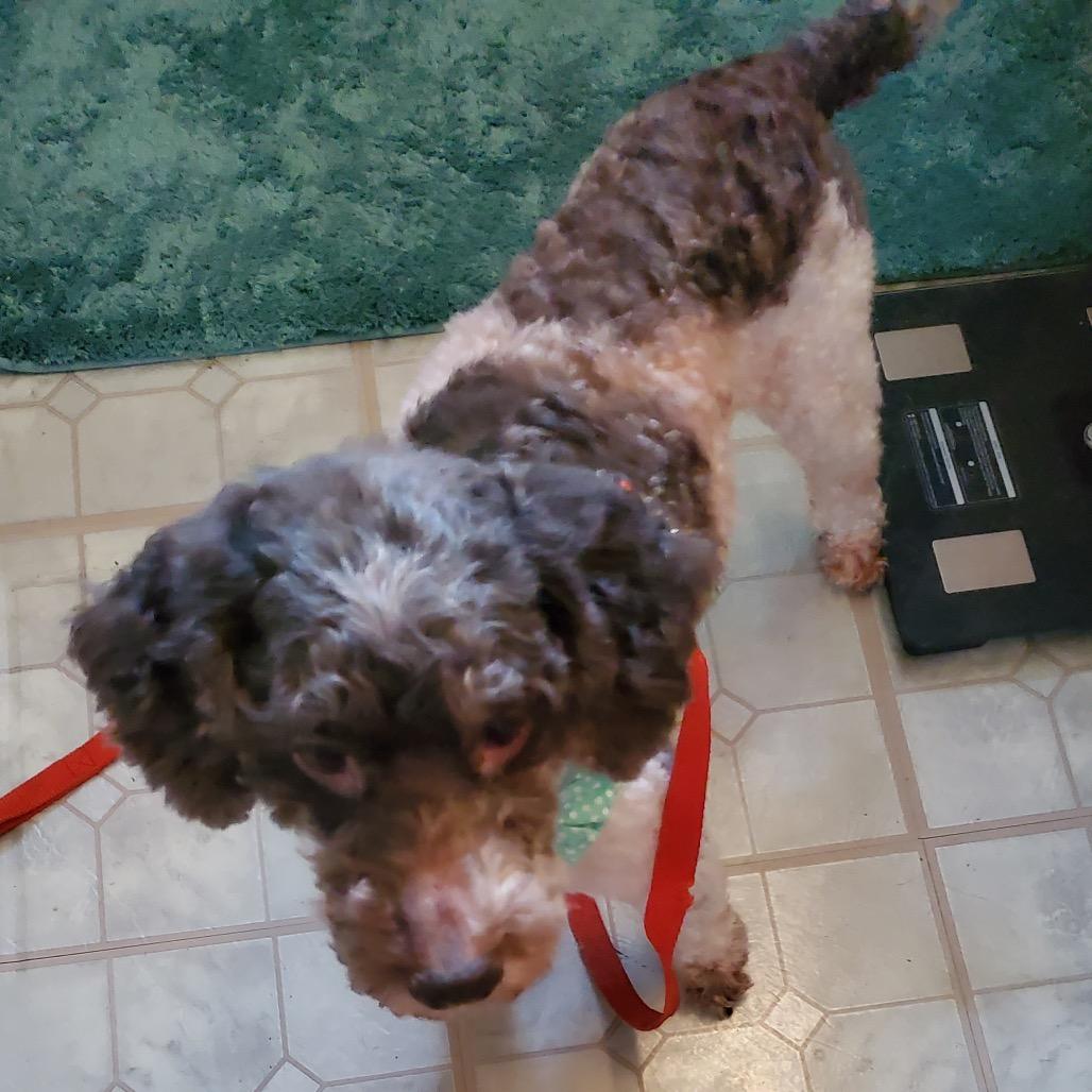 KayCee, Adoptable, Adult Female Poodle.
