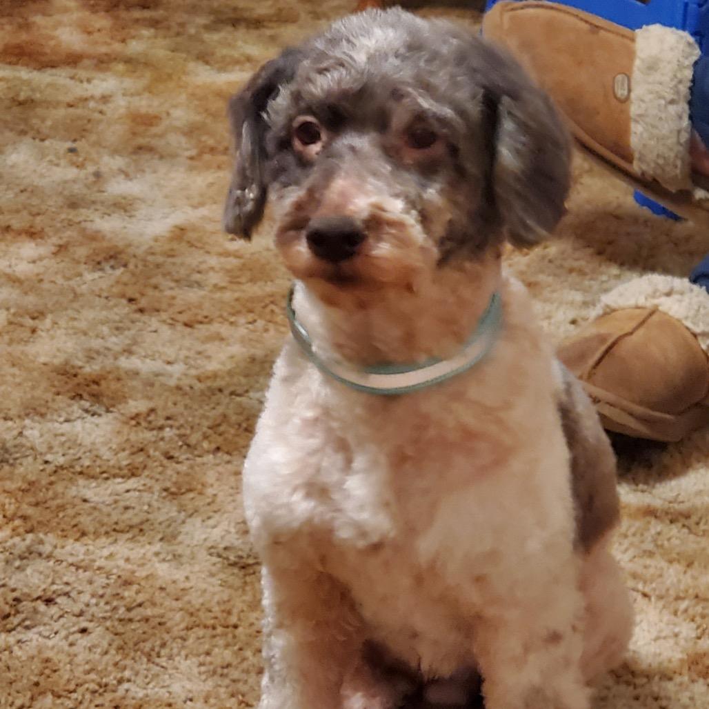 Enlarge KayCee, a Adoptable Poodle in Kokomo, IN image 2/6