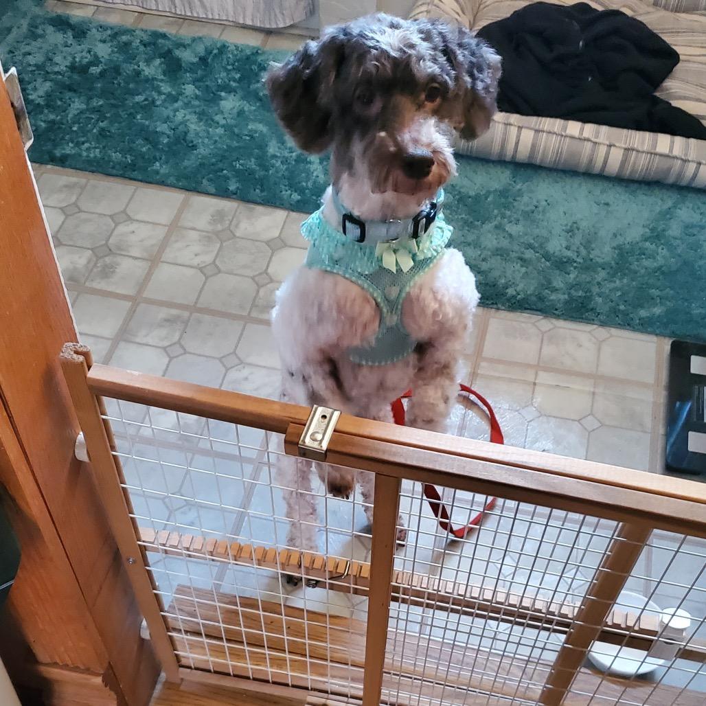 Enlarge KayCee, a Adoptable Poodle in Kokomo, IN image 3/6