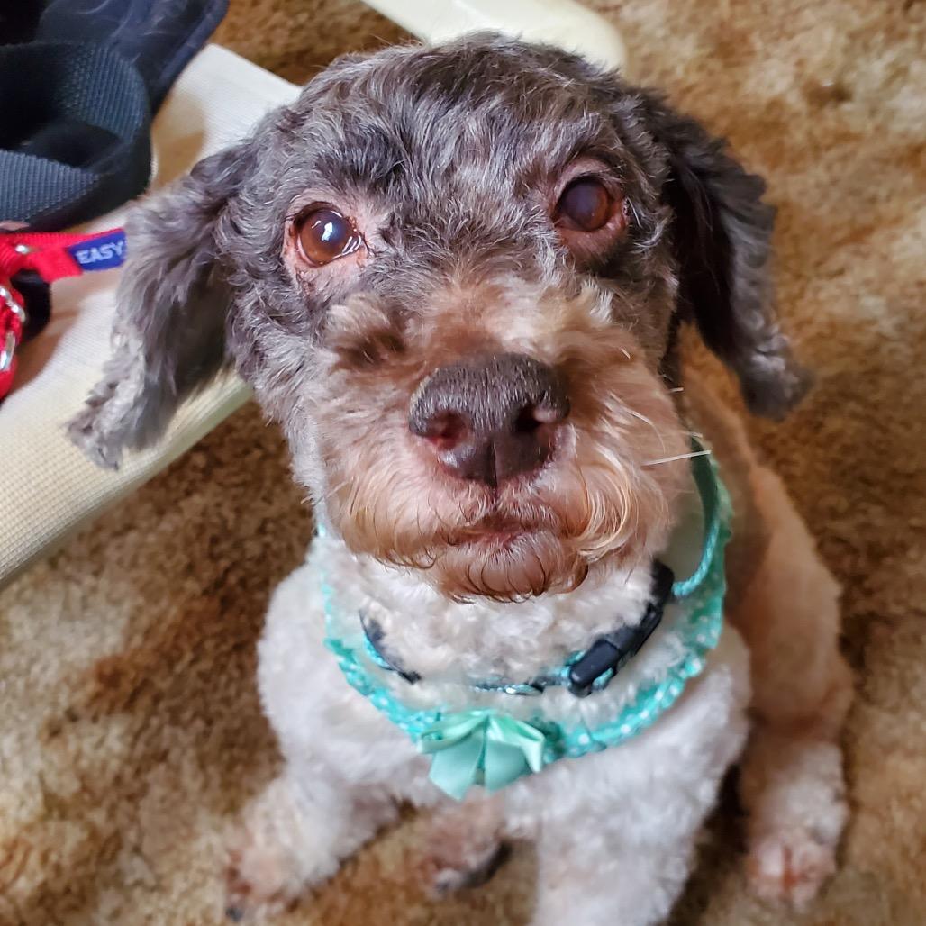 Enlarge KayCee, a Adoptable Poodle in Kokomo, IN image 4/6