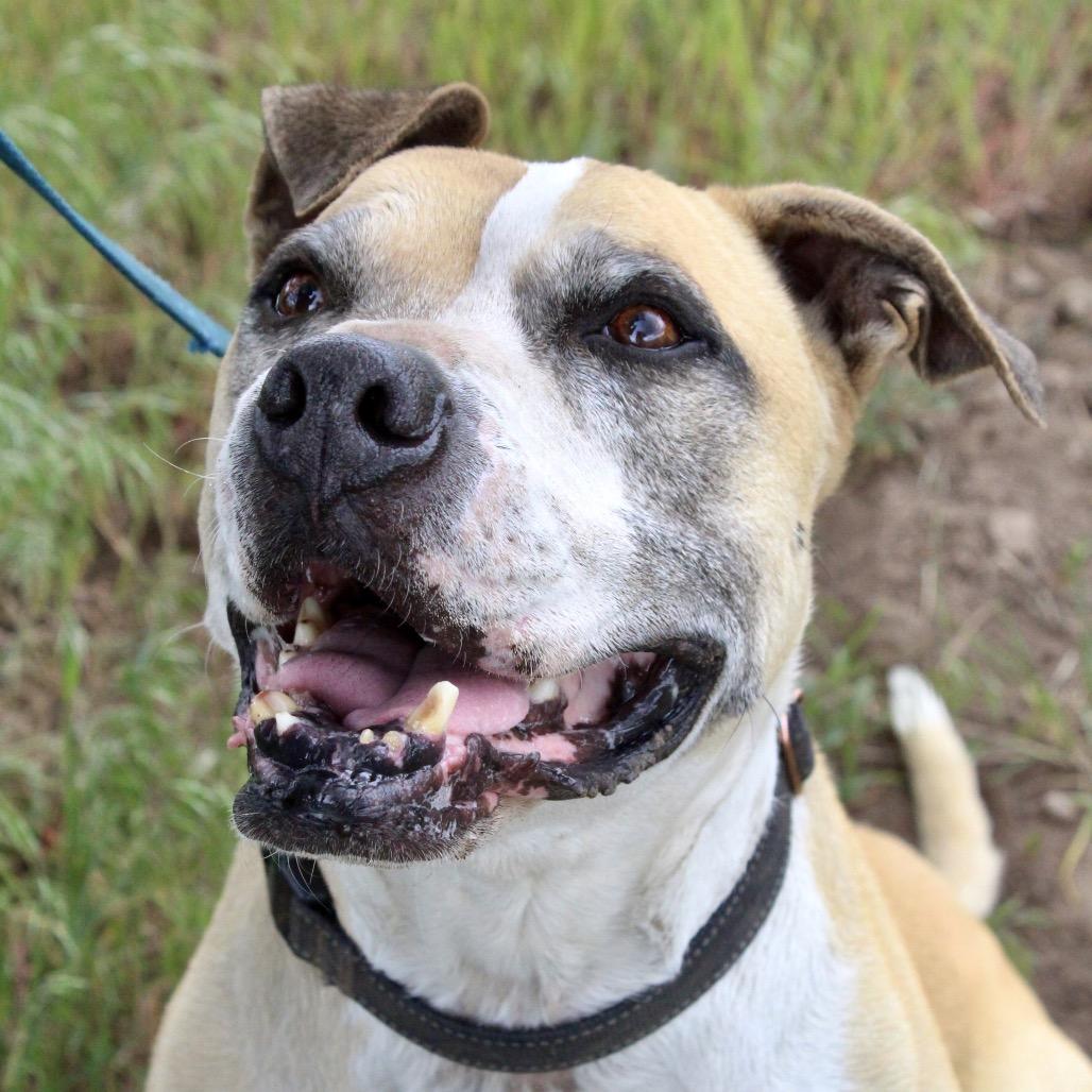 Mater, Adoptable, Senior Male Boxer & Mixed Breed.