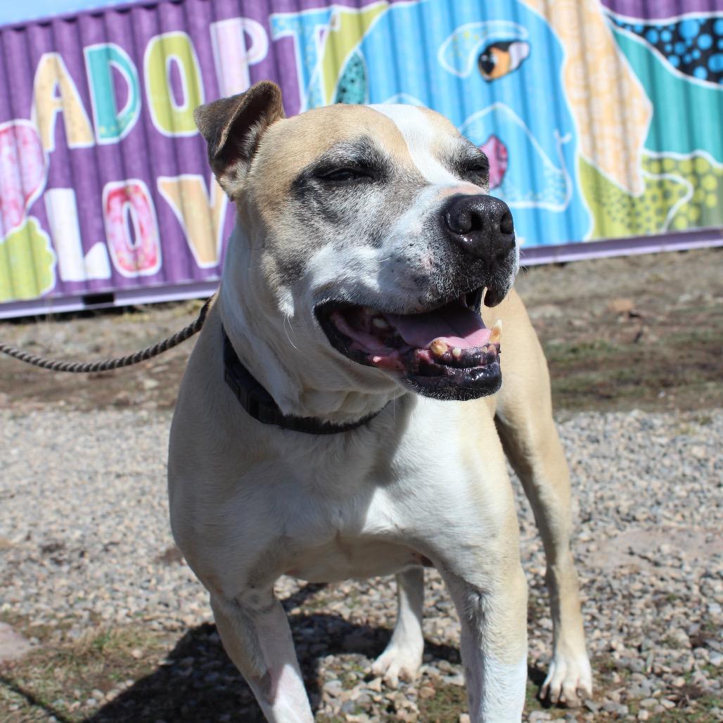 Mater, Adoptable, Senior Male Boxer & Mixed Breed.