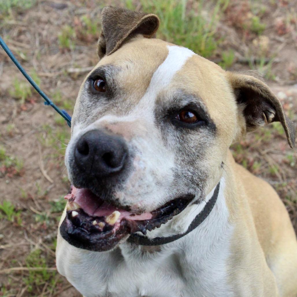Mater, a Adoptable mixed breed in Pagosa Springs, CO image 2/6