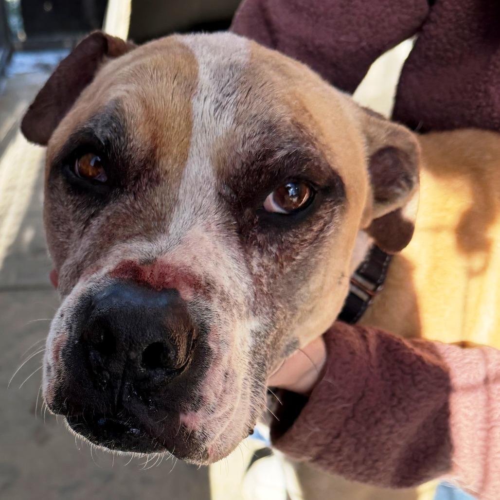 Enlarge Mater, a Adoptable mixed breed in Pagosa Springs, CO image 1/2