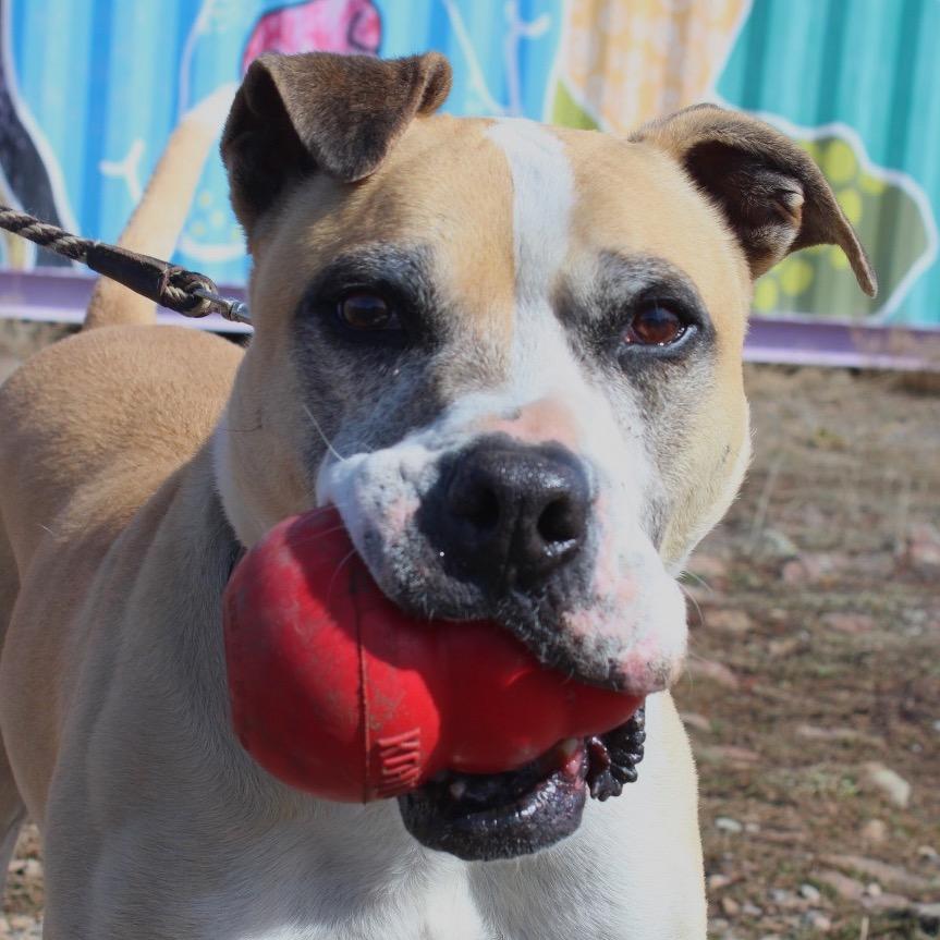 Enlarge Mater, a Adoptable mixed breed in Pagosa Springs, CO image 2/4