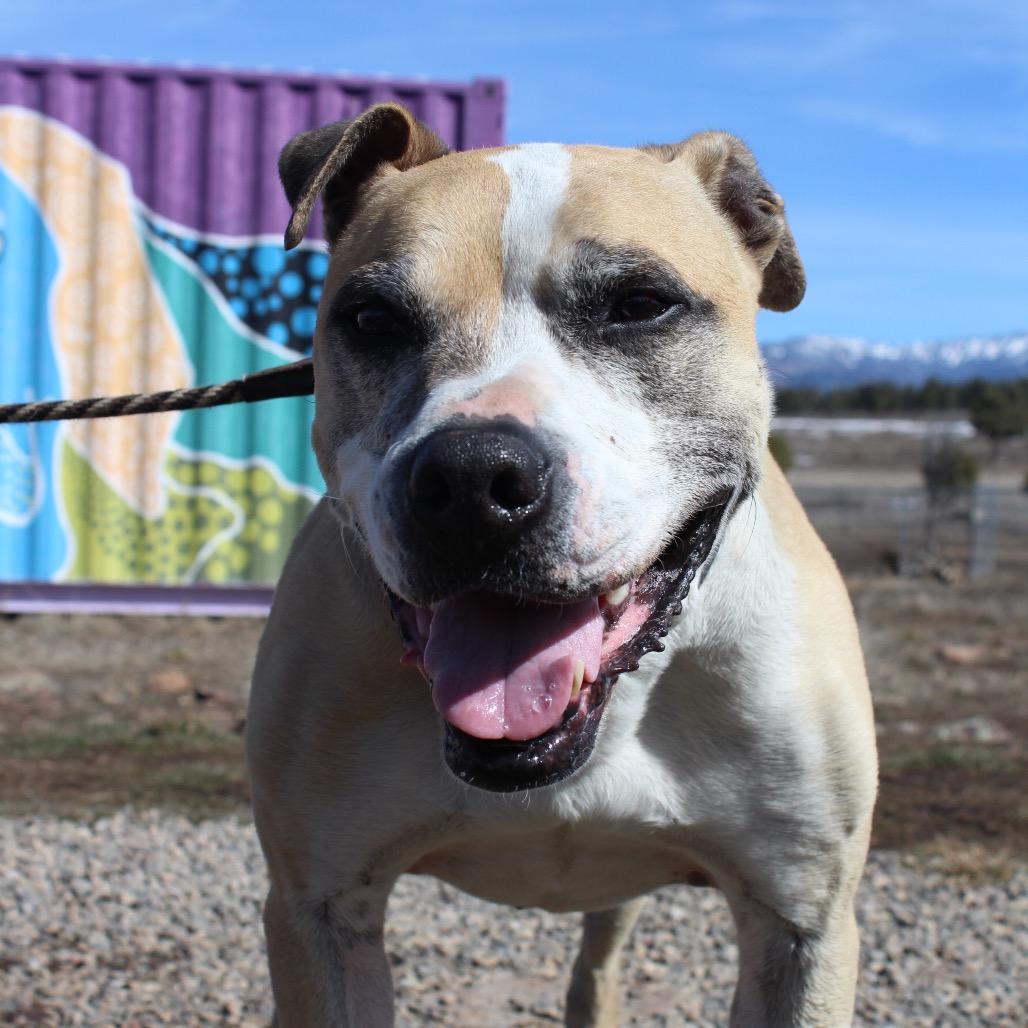 Enlarge Mater, a Adoptable mixed breed in Pagosa Springs, CO image 3/4