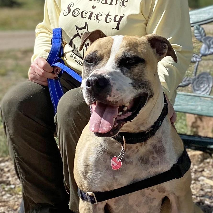Enlarge Mater, a Adoptable mixed breed in Pagosa Springs, CO image 2/2