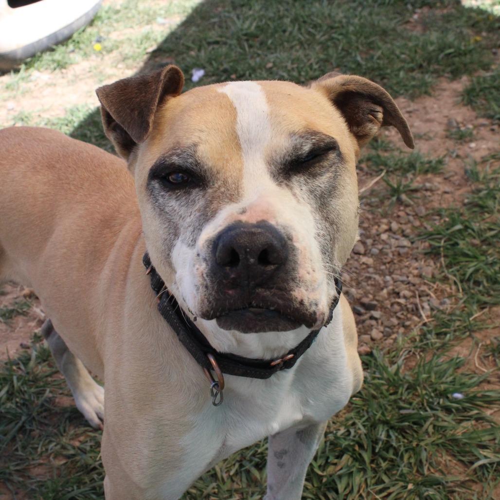 Mater, a Adoptable mixed breed in Pagosa Springs, CO image 6/6