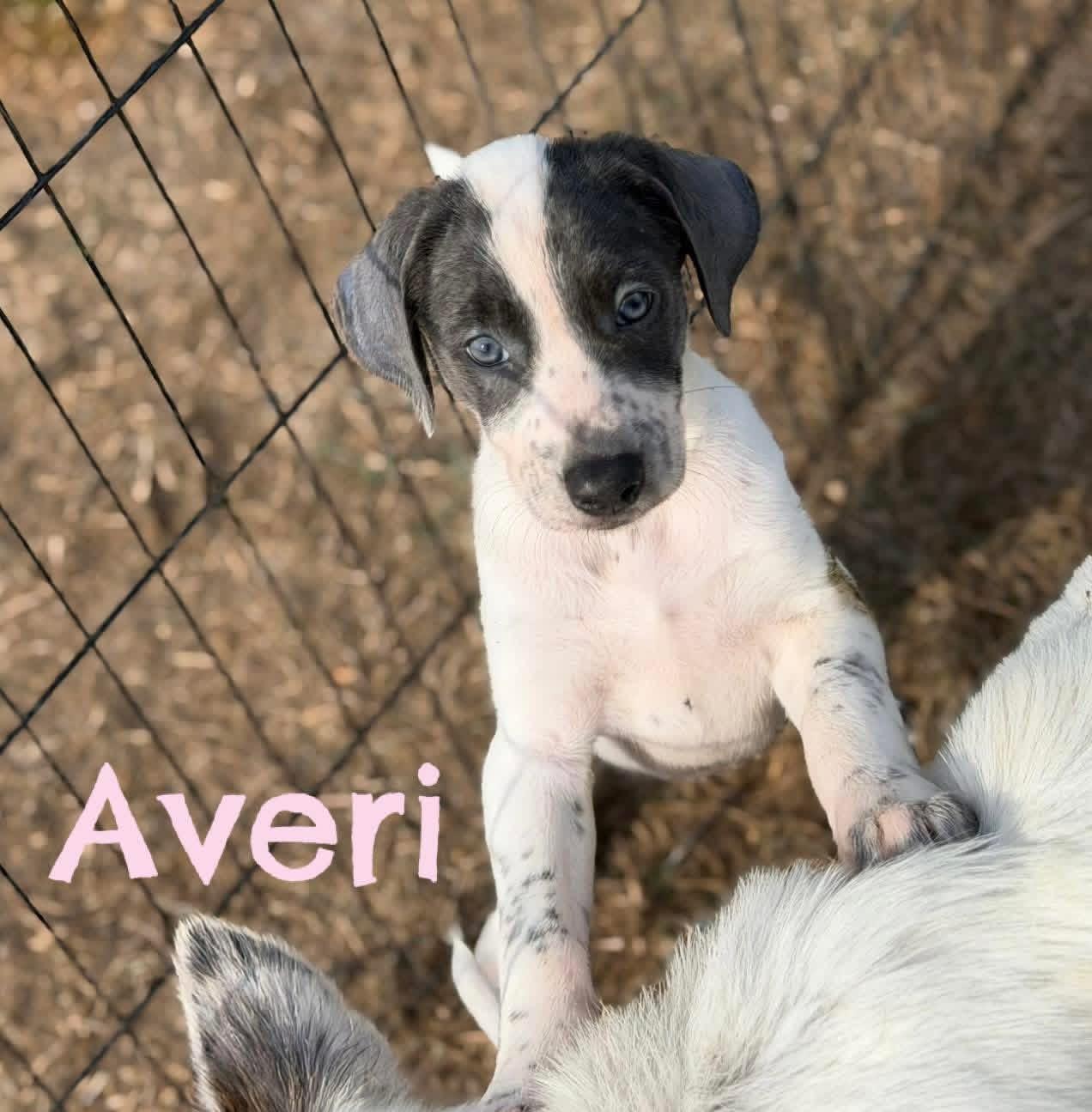 Averi, ADOPTABLE, Puppy Female Great Pyrenees & Labrador Retriever.