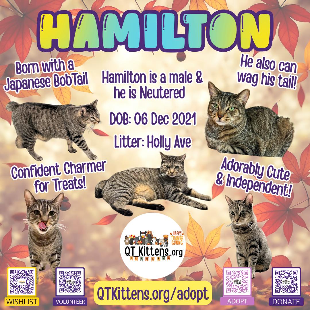 Hamilton, Adoptable, Young Male Domestic Short Hair & American Bobtail.
