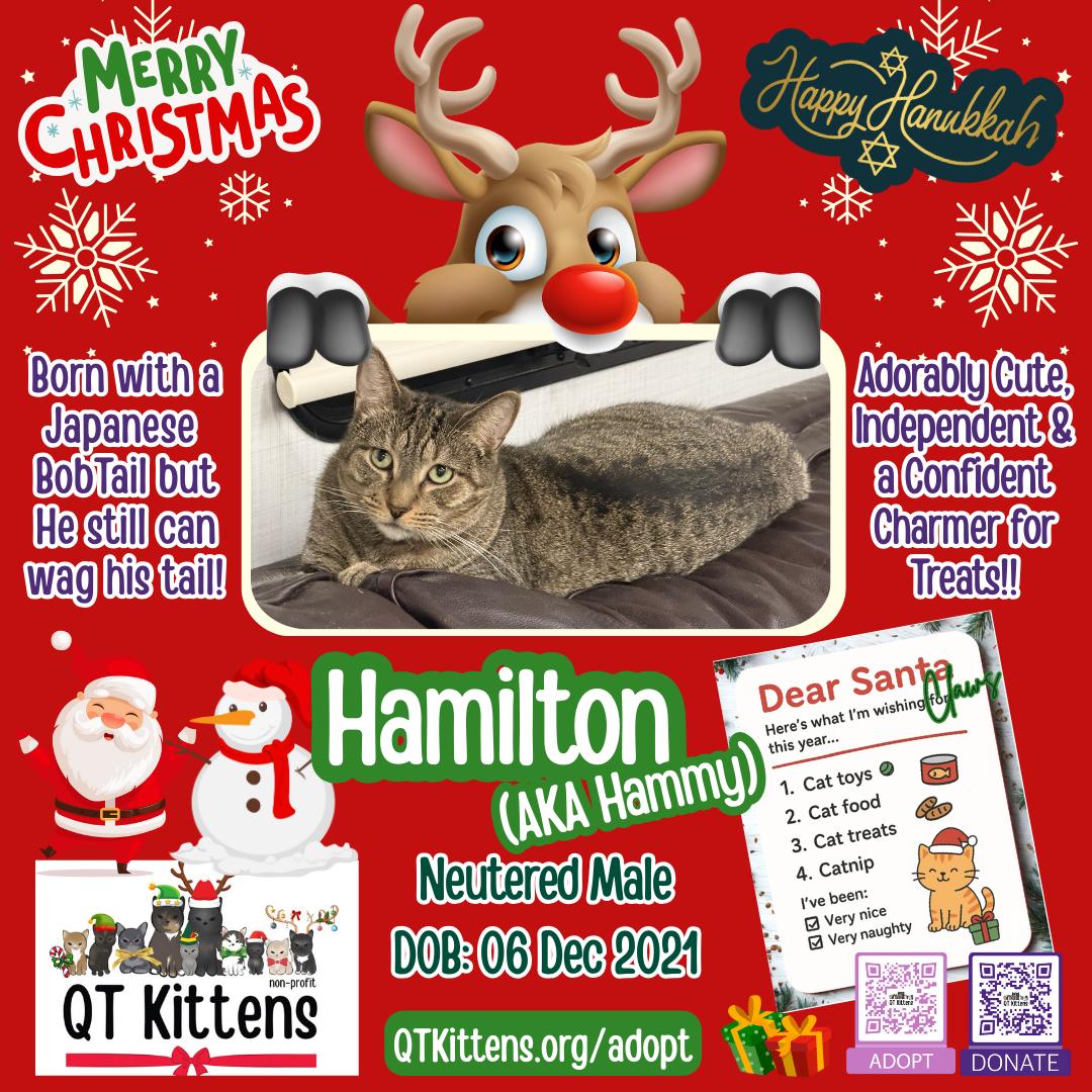 Hamilton, a Adoptable mixed breed in Naples, FL image 2/6